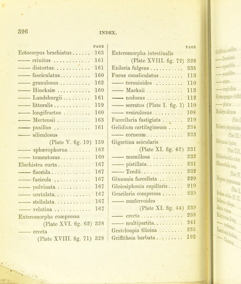 PAGE Ectocarpus brachiatus 163 crinitus 1G1 distortus 161 fasciculatus 160 granulosus 162 Hincksise 160 Landsburgii 161 littoralis 159 longifructus 160 Mertensii 163 pusillus 161 siliculosus (Plate Y. fig. 19) 159 • sphaerophorus 162 tomentosus 160 Elachistea curta 167 fiaccida 167 fucicola 167 pulvinata 167 scutulata 167 stellulata 167 velutina 107 Enteroraorpha compressa (Plate XYI. fig. 62) 328 erecta (Plate XVIII. fig. 71) 328 PAGE Enteromorplia intestinalis (Plate XVIII. fig. 72) 326 Exilaria fulgens 335 Fucus canaliculatus 113 beranioides 110 Mackaii 113 nodosus 112 serratus (Plate I. fig. 1) 110 vesiculosus 108 Furcellaria fastigiata 219 Gelidium cartilagineum 234 comeum 233 Gigartina acieularis (Plate XI. fig. 42) 231 mamillosa 232 pistillate 231 Teedii 232 Ginnania furcellata 229 Gloiosiphonia capillaris 210 Gracilaria compressa 239 confervoides (Plate XI. fig. 44) 239 erecta 238 multipartita 241 Grateloupia filicina 235 Griftithsia barbata 193