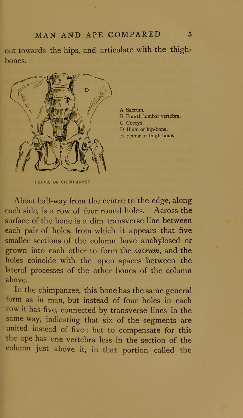out towards the hips, and articulate with the thigh* bones. A Sacrum, B Fourth lumbar vertebra. C Coccyx. D Ilium or hip-bone, E Femur or thigh-bone. About half-way from the centre to the edge, along each side, is a row of four round holes. Across the surface of the bone is a dim transverse line between each pair of holes, from which it appears that five smaller sections of the column have anchylosed or grown into each other to form the sacrum, and the holes coincide with the open spaces between the lateral processes of the other bones of the column above. In the chimpanzee, this bone has the same general form as in man, but instead of four holes in each row it has five, connected by transverse lines in the same way, indicating that six of the segments are united instead of five; but to compensate for this the ape has one vertebra less in the section of the column just above it, in that portion called the