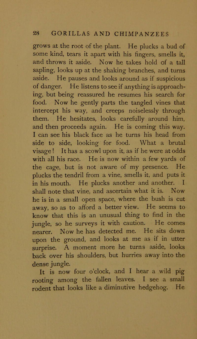 grows at the root of the plant. He plucks a bud of some kind, tears it apart with his fingers, smells it, and throws it aside. Now he takes hold of a tall sapling, looks up at the shaking branches, and turns aside. He pauses and looks around as if suspicious of danger. He listens to see if anything is approach- ing, but being reassured he resumes his search for food. Now he gently parts the tangled vines that intercept his way, and creeps noiselessly through them. He hesitates, looks carefully around him, and then proceeds again. He is coming this way. I can see his black face as he turns his head from side to side, looking for food. What a brutal visage! It has a scowl upon it, as if he were at odds with all his race. He is now within a few yards of the cage, but is not aware of my presence. He plucks the tendril from a vine, smells it, and puts it in his mouth. He plucks another and another. I shall note that vine, and ascertain what it is. Now he is in a small open space, where the bush is cut away, so as to afford a better view. He seems to know that this is an unusual thing to find in the jungle, so he surveys it with caution. He comes nearer. Now he has detected me. He sits down upon the ground, and looks at me as if in utter surprise. A moment more he turns aside, looks back over his shoulders, but hurries away into the dense jungle. It is now four o’clock, and I hear a wild pig rooting among the fallen leaves. I see a small rodent that looks like a diminutive hedgehog. He