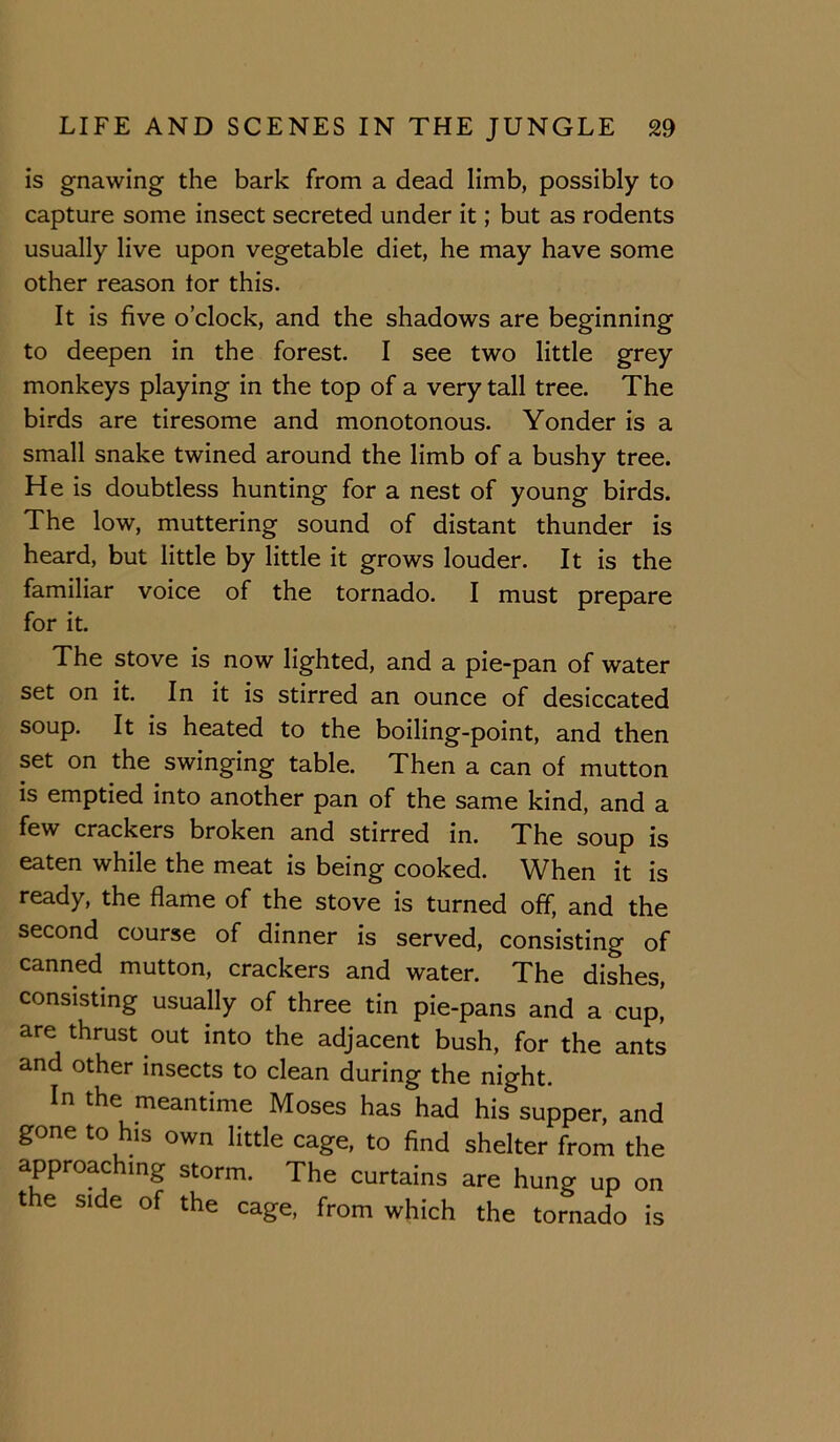is gnawing the bark from a dead limb, possibly to capture some insect secreted under it; but as rodents usually live upon vegetable diet, he may have some other reason tor this. It is five o’clock, and the shadows are beginning to deepen in the forest. I see two little grey monkeys playing in the top of a very tall tree. The birds are tiresome and monotonous. Yonder is a small snake twined around the limb of a bushy tree. He is doubtless hunting for a nest of young birds. The low, muttering sound of distant thunder is heard, but little by little it grows louder. It is the familiar voice of the tornado. I must prepare for it. The stove is now lighted, and a pie-pan of water set on it. In it is stirred an ounce of desiccated soup. It is heated to the boiling-point, and then set on the swinging table. Then a can of mutton is emptied into another pan of the same kind, and a few crackers broken and stirred in. The soup is eaten while the meat is being cooked. When it is ready, the flame of the stove is turned off, and the second course of dinner is served, consisting of canned mutton, crackers and water. The dishes, consisting usually of three tin pie-pans and a cup, are thrust out into the adjacent bush, for the ants and other insects to clean during the night. In the meantime Moses has had his supper, and gone to his own little cage, to find shelter from the approac mg storm. The curtains are hung up on the side of the cage, from which the tornado is