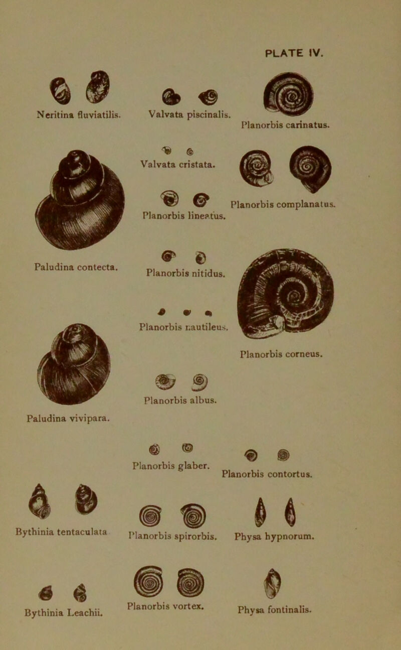 PLATE IV. % 9 Neritina fluviatilis. ^ €• Valvata piscinalis. Planorbis carinatus. Paludina contecta. Paludina vivipara. In ® Valvata cristata. % e Planorbis lineatus. ^ D Planorbis nitidus. S 9 m Planorbis nautileus. Planorbis albus. Planorbis coinplanatus. Planorbis corneus. Bythinia tentaculata ^ © Planorbis glaber. Planorbis contortus. Planorbis spirorbis. Physa hypnorum. « 4 Bythinia Leachii. Planorbis vortex. Physa fontinalis.