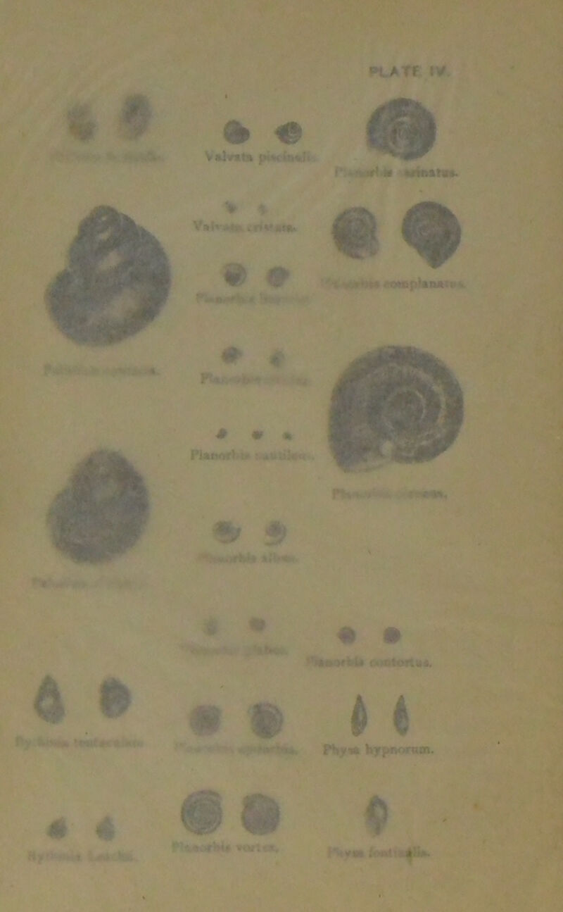  '■'-V I, mm W^7^' ^ *fn^lie M. K<- ,V»lvmt* pt4c(n*|i V '^■'W ^ Si^—t ■ •■■.^»r'..»» wrk>«r««..,.' jv9k^‘ , ^ Wmm0>»^* SWT^ ~*',^^‘aS^' .--m( t;‘lk iiMMSptftlUllH* ^nisd.^ •'■ ,/• ^4 « WJ2, ft' m 9 .i^ r.W P,^-. 4fi ^3 4 ’ ''»' -. • ’- *;»*»«ri**, mijr« l^r^BOnUB. ■*»^- ■ ».i. TWt«U* m'. J r:'-4 X Lnf..