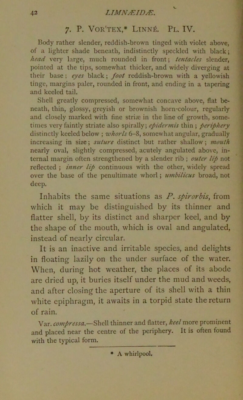 V,- I 7. P. Vor'tex,* Linn£, Pl. IV. , Body rather slender, reddish-brown tinged with violet above, of a lighter shade beneath, indistinctly speckled with black; head very large, much rounded in front; tentacles slender, ,] pointed at the tips, somewhat thicker, and widely diverging at their base; eyes black; foot reddish-brown with a yellowish ^ tinge, margins paler, rounded in front, and ending in a tapering , and keeled tail. Shell greatly compressed, somewhat concave above, flat be- \ neath, thin, glossy, greyish or brownish horn-colour, regularly and closely marked with fine striae in the line of growth, some- times very faintly striate also spirally; epidermis thin ; periphery ; distinctly keeled below ; whorls 6-8, somewhat angular, gradually increasing in size; suture distinct but rather shallow; mouth nearly oval, slightly compressed, acutely angulated above, in- ternal margin often strengthened by a slender rib ; outer lip not reflected ; inner lip continuous with the other, widely spread over the base of the penultimate whorl; umbilicus broad, not deep. Inhabits the same situations as P. spirorbis, from which it may be distinguished by its thinner and flatter shell, by its distinct and sharper keel, and by the shape of the mouth, which is oval and angulated, instead of nearly circular. It is an inactive and irritable species, and delights in floating lazily on the under surface of the water. When, during hot weather, the places of its abode are dried up, it buries itself under the mud and weeds, and after closing the aperture of its shell with a thin white epiphragm, it awaits in a torpid state the return of rain. Var. compressa.—S\\cW thinner and flatter, keel more prominent and placed near the centre of the periphery. It is often found with the typical form. • A whirlpool.