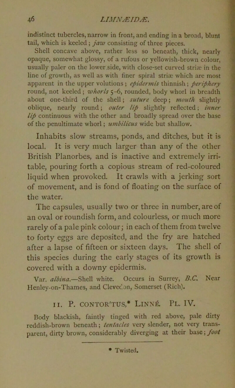 indistinct tubercles, narrow in front, and ending in a broad, blunt tail, which is keeled; jaw consisting of three pieces. Shell concave above, rather less so beneath, thick, nearly opaque, somewhat glossy, of a rufous or yellowish-brown colour, usually paler on the lower .side, with close-set cur\'ed striae in the line of growth, as well as with finer spiral striae which are most apparent in the upper volutions ; epidermis thinnish; periphery round, not keeled ; whorls 5-fi, rounded, body whorl in breadth about one-third of the shell; suture deep; mouth slightly oblique, nearly round; outer lip slightly reflected; inner lip continuous with the other and broadly spread over the base of the penultimate whorl; umbilicus wide but shallow. Inhabits slow streams, ponds, and ditches, but it is local. It is very much larger than any of the other British Planorbes, and is inactive and extremely irri- table, pouring forth a copious stream of red-coloured liquid when provoked. It crawls with a jerking sort of movement, and is fond of floating on the surface of the water. The capsules, usually two or three in number, are of an oval or roundish form, and colourless, or much more rarely of a pale pink colour; in each of them from twelve to forty eggs are deposited, and the fry are hatched after a lapse of fifteen or sixteen days. The shell of this species during the early stages of its growth is covered with a downy epidermis. Var. albina.—Shell white. Occurs in Surrey, B.C. Near Henley-on-Thames, and Clevecon, Somerset (Rich). II. P. CONTOR'TUS,* LINNA PL. IV. Body blackish, faintly tinged with red above, pale dirty reddish-brown beneath; tentacles very slender, not very trans- parent, dirty brown, considerably diverging at their base; foot • Twisted.