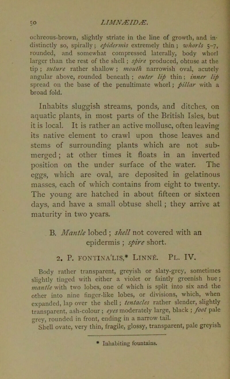 ■ ochreous-brown, slightly striate in the line of growth, and in- distinctly so, spirally; epidermis extremely thin ; whorls 5-7, rounded, and somewhat compressed laterally, body whorl larger than the rest of the shell; spire produced, obtuse at the tip ; suture rather shallow ; mouth narrowish oval, acutely angular above, rounded beneath ; outer lip thin; inner lip spread on the base of the penultimate whorl; pillar with a broad fold. ' Inhabits sluggish streams, ponds, and ditches, on aquatic plants, in most parts of the British Isles, but it is local. It is rather an active mollusc, often leaving its native element to crawl upon those leaves and stems of surrounding plants which are not sub- merged ; at other times it floats in an inverted position on the under surface of the water. The : eggs, which are oval, are deposited in gelatinous ■ masses, each of which contains from eight to twenty. | The young are hatched in about fifteen or sixteen \ days, and have a small obtuse shell; they arrive at ? maturity in two years. i B. Mantle lobed ; shell not covered with an ■ epidermis ; spire short. 2. P. fontina'lis,* LinnF. Pl. IV. Body rather transparent, greyish or slaty-grey, sometimes slightly tinged with either a violet or faintly greenish hue; mantle with two lobes, one of which is split into six and the other into nine finger-like lobes, or divisions, which, when expanded, lap over the shell; tentacles rather slender, slightly transparent, ash-colour ; eyes moderately large, black ; foot pale grey, rounded in front, ending in a narrow tail. Shell ovate, very thin, fragile, glossy, transparent, pale greyish * Inhabiting fountains.