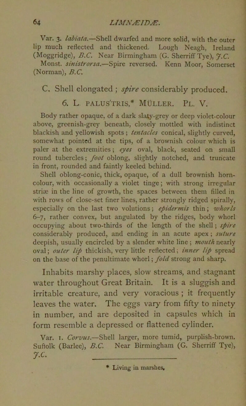 Van 3. labiata.—Shell dwarfed and more solid, with the outer lip much reflected and thickened. Lough Neagh, Ireland (Moggridge), B.C. Near Birmingham (G. SherriffTye), J.C. Monst. sinistrorsa,—Spire reversed. Kenn Moor, Somerset (Norman), B.C. C. Shell elongated ; spire considerably produced. 6, L. palus'tris,* Muller. Pl. V. Body rather opaque, of a dark slaty-grey or deep violet-colour above, greenish-grey beneath, closely mottled with indistinct blackish and yellowish spots ; tentacles conical, slightly curved, somewhat pointed at the tips, of a brownish colour which is paler at the extremities; eyes oval, black, seated on small round tubercles; foot oblong, slightly notched, and truncate in front, rounded and faintly keeled behind. Shell oblong-conic, thick, opaque, of a dull brownish horn- colour, with occasionally a violet tinge; with strong irregular striae in the line of growth, the spaces between them filled in with rows of close-set finer lines, rather strongly ridged spirally, especially on the last two volutions; epidermis thin; whorls 6- 7, rather convex, but angulated by the ridges, body whorl occupying about two-thirds of the length of the shell; spire considerably produced, and ending in an acute apex; suture deepish, usually encircled by a slender white line ; mouth nearly oval; outer lip thickish, very little reflected; inner lip spread on the base of the penultimate whorl; fold strong and sharp. Inhabits marshy places, slow streams, and stagnant water throughout Great Britain. It is a sluggish and irritable creature, and very voracious ; it frequently leaves the water. The eggs vary from fifty to ninety in number, and are deposited in capsules which in form resemble a depressed or flattened cylinder. Var. I. Corvus.—Shell larger, more tumid, purplish-brown. Sufiolk (Barlee), B.C. Near Birmingham (G. Sherriff Tye), 7- G * Living in marshes.