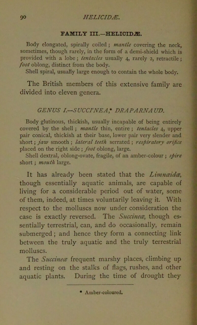 FAMILY m.—HELICID^. Body elongated, spirally coiled; mantle covering the neck, sometimes, though rarely, in the form of a demi-shield which is provided with a lobe; tentacles usually 4, rarely 2, retractile; foot oblong, distinct from the body. Shell spiral, usually large enough to contain the whole body. The British members of this extensive family are divided into eleven genera. GENUS L—SUCCI'NEAf DRAPARNA UD. Body glutinous, thickish, usually incapable of being entirely covered by the shell; mantle thin, entire ; tentacles 4, upper pair conical, thickish at their base, lower pair very slender and short; jaw smooth ; lateral teeth serrated ; respiratory orifice placed on the right side ; foot oblong, large. Shell dextral, oblong-ovate, fragile, of an amber-colour ; spire short; mouth large. It has already been stated that the Limnmdce, though essentially aquatic animals, are capable of living for a considerable period out of water, some of them, indeed, at times voluntarily leaving it. With respect to the molluscs now under consideration the case is exactly reversed. The Snccinecz, though es- sentially terrestrial, can, and do occasionally, remain submerged; and hence they form a connecting link between the truly aquatic and the truly terrestrial molluscs. The Succinece frequent marshy places, climbing up and resting on the stalks of flags, rushes, and other aquatic plants. During the time of drought they • Amber-coloured.