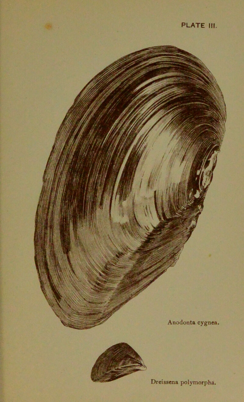 Dreissena polymorpha,