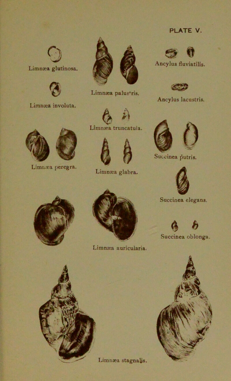 Limnsea glatinosa. % Limnsea involula. Limii.va percgra. Limnaea palus^ris. Limnaea truncatula. 4 4 Litnnsea glabra. Limnxa auricularia. Ancylus fluviatilis. Ancylus lacustris. 0 Sucoinea putris. Succinea elegans. ^ h Succinea oblonga. Limnaea stagnalls.