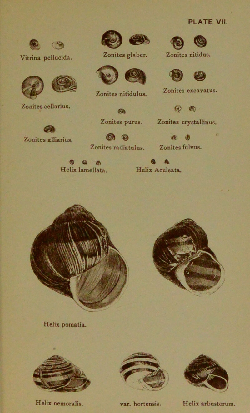 % '3 Vitrina pcllucida. Zonites cellarius. Zonites alliarius. Zonites glaber. 2k>nites nitidulus. Ak Zonites purus. Zonites radiatulus. % ® Zonites nitidus. % m Zonites excavatus. Zonites crystallinus. Zonites fulvus. 9 o e 9 « Helix lamellata. Helix Aculeata. Helix pomatia. Helix nemoralis. var. hortensis. Helix arbustorum.