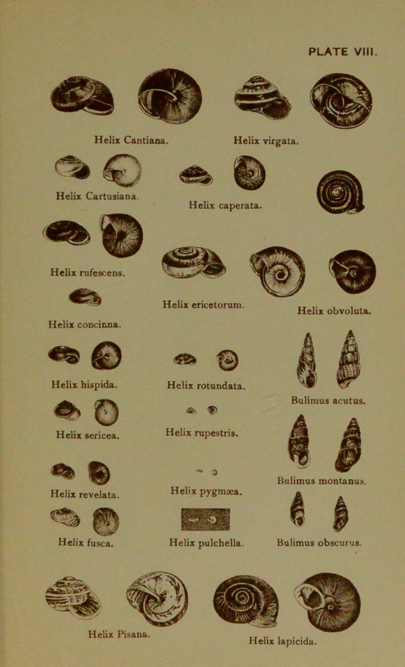 Helix Cantiana. Helix Cartusiana Helix virgata. Helix cap>erata. Helix rufescens. Helix ericetorum. Helix concicna. © Helix hispida. Helix rotundata. #> 0 V> Helix sericea. Helix rupestris. ^ % « d Helix revelata. Helix pygmaea. mm vnpkili UMA Helix fusca. Helix pulchella. Helix Pisana. Helix obvoluta. Bulimus acutus. Bulimus montanus. Bulimus obscurus.
