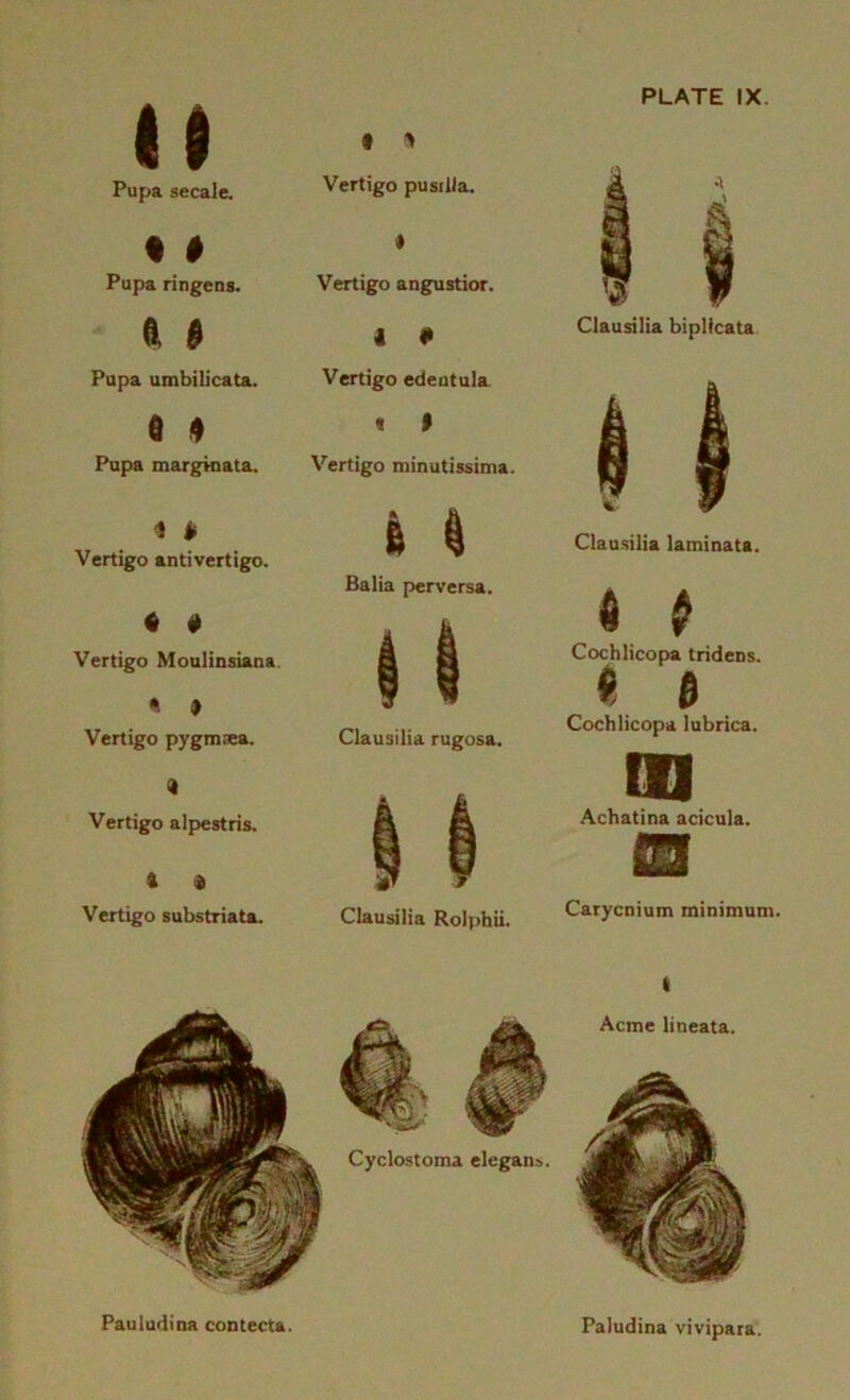 It Pupa secale. f 1 Vertigo pusilla. f $ Pupa ringens. * Vertigo angustior. & » 1 # Pupa umbilicata. Vertigo edentula e * Pupa marginata. « » Vertigo minutissima. 4 * Vertigo antivertigo. « # Vertigo Moulinsiana Vertigo pygmsea. <k Vertigo alpestris. Vertigo substriata. 6 ^ Balia perversa. Clausilia rugosa. Clausilia Rolphii. PLATE IX. Clausilia laminata. a p Cochlicopa tridens. tt $ Cochlicopa lubrica. i i Achatina acicula. Carycnium minimum. Pauludina contecta. Paludina vivipara.