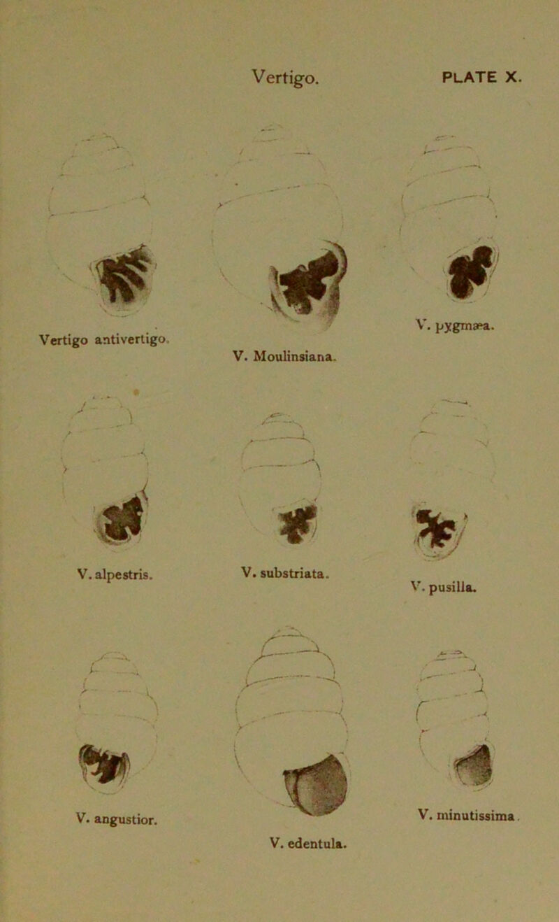 Vertigo antivertigo. V. alpestris. A V. angustior. Vertigo. V. Moulinsiana. V. substriata. PLATE X. V. pygmam. V. minutissiina I ' -J. y \ V. edentula.