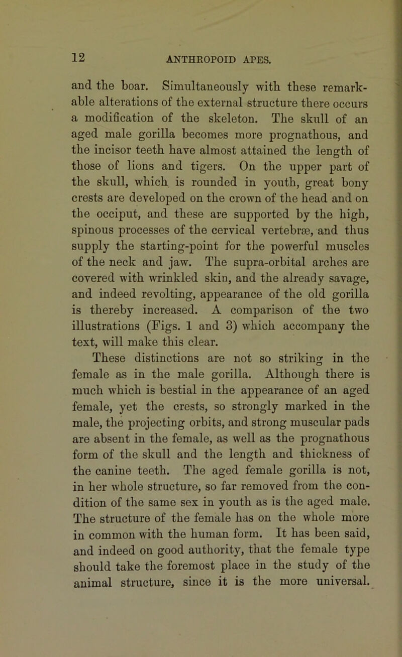 and the boar. Simultaneously with these remark- able alterations of the external structure there occurs a modification of the skeleton. The skull of an aged male gorilla becomes more prognathous, and the incisor teeth have almost attained the length of those of lions and tigers. On the upper part of the skull, which is rounded in youth, great bony crests are developed on the crown of the head and on the occiput, and these are supported by the high, spinous processes of the cervical vertebrae, and thus supply the starting-point for the powerful muscles of the neck and jaw. The supra-orbital arches are covered with wrinkled skin, and the already savage, and indeed revolting, appearance of the old gorilla is thereby increased. A comparison of the two illustrations (Figs. 1 and 3) which accompany the text, will make this clear. These distinctions are not so striking in the female as in the male gorilla. Although there is much which is bestial in the appearance of an aged female, yet the crests, so strongly marked in the male, the projecting orbits, and strong muscular pads are absent in the female, as well as the prognathous form of the skull and the length and thickness of the canine teeth. The aged female gorilla is not, in her whole structure, so far removed from the con- dition of the same sex in youth as is the aged male. The structure of the female has on the whole more in common with the human form. It has been said, and indeed on good authority, that the female type should take the foremost place in the study of the animal structure, since it is the more universal.