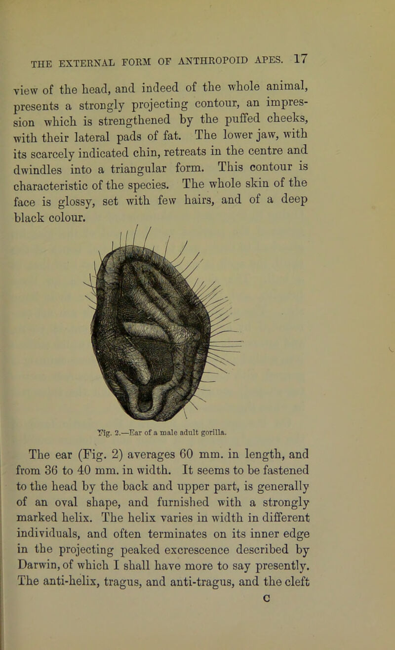 view of the head, and indeed of the whole animal, presents a strongly projecting contour, an impies- sion which is strengthened by the puffed cheeks, with their lateral pads of fat. The lower jaw, with its scarcely indicated chin, retreats in the centre and dwindles into a triangular form. This contour is characteristic of the species. The whole skin of the face is glossy, set with few hairs, and of a deep black colour. Fig. 2.—Ear of a male adult gorilla. The ear (Fig. 2) averages 60 mm. in length, and from 36 to 40 mm. in width. It seems to be fastened to the head by the back and upper part, is generally of an oval shape, and furnished with a strongly marked helix. The helix varies in width in different individuals, and often terminates on its inner edge in the projecting peaked excrescence described by Darwin, of which I shall have more to say presently. The anti-helix, tragus, and anti-tragus, and the cleft c