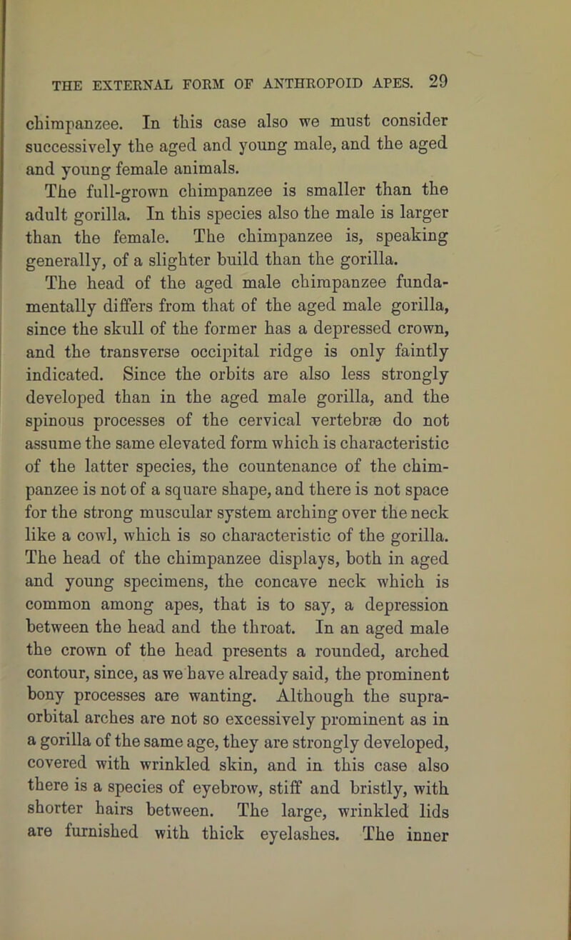 chimpanzee. In this case also we must consider successively the aged and young male, and the aged and young female animals. The full-grown chimpanzee is smaller than the adult gorilla. In this species also the male is larger than the female. The chimpanzee is, speaking generally, of a slighter build than the gorilla. The head of the aged male chimpanzee funda- mentally differs from that of the aged male gorilla, since the skull of the former has a depressed crown, and the transverse occipital ridge is only faintly indicated. Since the orbits are also less strongly developed than in the aged male gorilla, and the spinous processes of the cervical vertebrae do not assume the same elevated form which is characteristic of the latter species, the countenance of the chim- panzee is not of a square shape, and there is not space for the strong muscular system arching over the neck like a cowl, which is so characteristic of the gorilla. The head of the chimpanzee displays, both in aged and young specimens, the concave neck which is common among apes, that is to say, a depression between the head and the throat. In an aged male the crown of the head presents a rounded, arched contour, since, as we have already said, the prominent bony processes are wanting. Although the supra- orbital arches are not so excessively prominent as in a gorilla of the same age, they are strongly developed, covered with wrinkled skin, and in this case also there is a species of eyebrow, stiff and bristly, with shorter hairs between. The large, wrinkled lids are furnished with thick eyelashes. The inner
