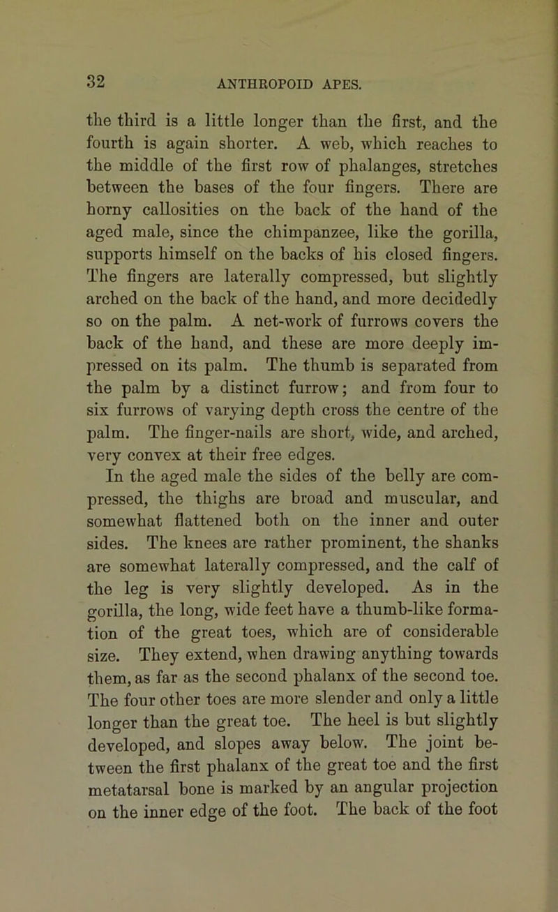 the third is a little longer than the first, and the fourth is again shorter. A web, which reaches to the middle of the first row of phalanges, stretches between the bases of the four fingers. There are horny callosities on the back of the hand of the aged male, since the chimpanzee, like the gorilla, supports himself on the backs of his closed fingers. The fingers are laterally compressed, but slightly arched on the back of the hand, and more decidedly so on the palm. A net-work of furrows covers the back of the hand, and these are more deeply im- pressed on its palm. The thumb is separated from the palm by a distinct furrow; and from four to six furrows of varying depth cross the centre of the palm. The finger-nails are short, wide, and arched, very convex at their free edges. In the aged male the sides of the belly are com- pressed, the thighs are broad and muscular, and somewhat flattened both on the inner and outer sides. The knees are rather prominent, the shanks are somewhat laterally compressed, and the calf of the leg is very slightly developed. As in the gorilla, the long, wide feet have a thumb-like forma- tion of the great toes, which are of considerable size. They extend, when drawing anything towards them, as far as the second phalanx of the second toe. The four other toes are more slender and only a little longer than the great toe. The heel is but slightly developed, and slopes away below. The joint be- tween the first phalanx of the great toe and the first metatarsal bone is marked by an angular projection on the inner edge of the foot. The back of the foot