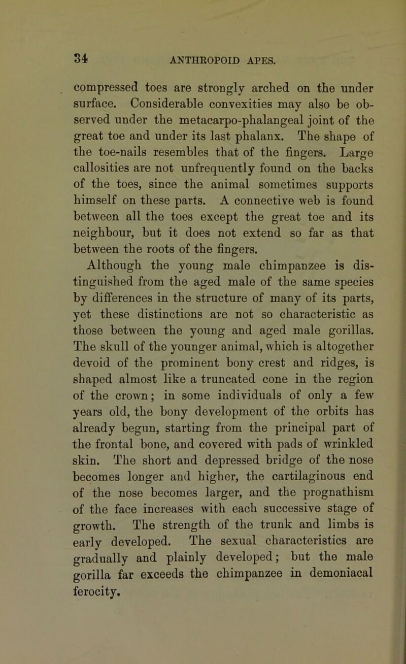 compressed toes are strongly arched on the under surface. Considerable convexities may also be ob- served under the metacarpo-phalangeal joint of the great toe and under its last phalanx. The shape of the toe-nails resembles that of the fingers. Large callosities are not uufrequently found on the backs of the toes, since the animal sometimes supports himself on these parts. A connective web is found between all the toes except the great toe and its neighbour, but it does not extend so far as that between the roots of the fingers. Although the young male chimpanzee is dis- tinguished from the aged male of the same species by differences in the structure of many of its parts, yet these distinctions are not so characteristic as those between the young and aged male gorillas. The skull of the younger animal, which is altogether devoid of the prominent bony crest and ridges, is shaped almost like a truncated cone in the region of the crown; in some individuals of only a few years old, the bony development of the orbits has already begun, starting from the principal part of the frontal bone, and covered with pads of wrinkled skin. The short and depressed bridge of the nose becomes longer and higher, the cartilaginous end of the nose becomes larger, and the prognathism of the face increases with each successive stage of growth. The strength of the trunk and limbs is early developed. The sexual characteristics are gradually and plainly developed; but the male gorilla far exceeds the chimpanzee in demoniacal ferocity.