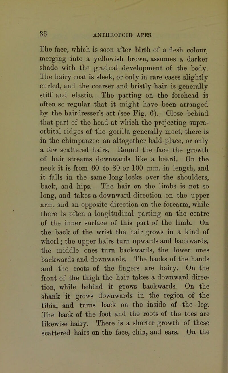 The face, which is soon after birth of a flesh colour, merging into a yellowish brown, assumes a darker shade with the gradual development of the body. The hairy coat is sleek, or only in rare cases slightly curled, and the coarser and bristly hair is generally stiff and elastic. The parting on the forehead is often so regular that it might have been arranged by the hairdresser’s art (see Fig. G). Close behind that part of the head at which the projecting supra- orbital ridges of the gorilla generally meet, there is in the chimpanzee an altogether bald place, or only a few scattered hairs. Round the face the growth of hair streams downwards like a beard. On the neck it is from 60 to 80 or 100 mm. in length, and it falls in the same long locks over the shoulders, back, and hips. The hair on the limbs is not so long, and takes a downward direction on the upper arm, and an opposite direction on the forearm, while there is often a longitudinal parting on the centre of the inner surface of this part of the limb. On the back of the wrist the hair grows in a kind of whorl; the upper hairs turn upwards and backwards, the middle ones turn backwards, the lower ones backwards and downwards. The backs of the hands and the roots of the fingers are hairy. On the front of the thigh the hair takes a downward direc- tion, while behind it grows backwards. On the shank it grows downwards in the region of the tibia, and turns back on the inside of the leg. The back of the foot and the roots of the toes are likewise hairy. There is a shorter growth of these scattered hairs on the face, chin, and ears. On the