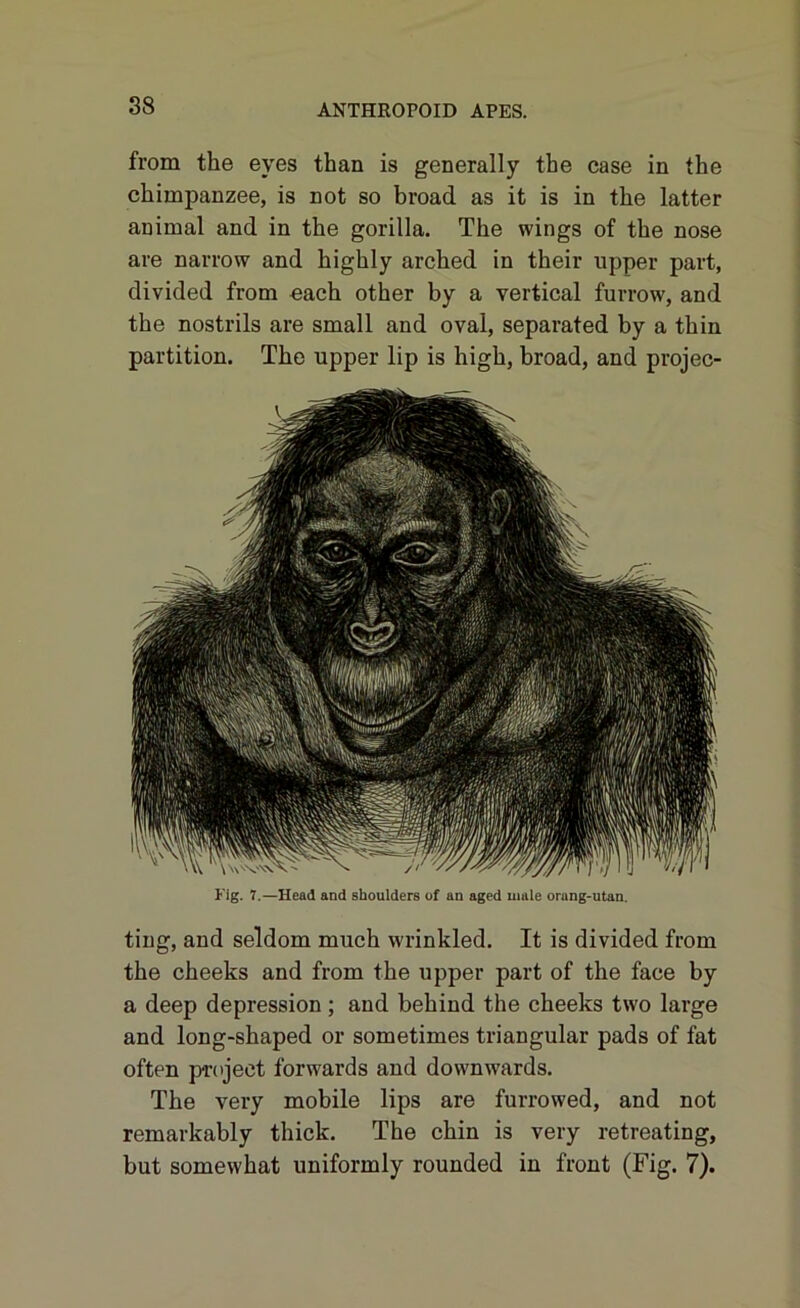 ting, and seldom much wrinkled. It is divided from the cheeks and from the upper part of the face by a deep depression ; and behind the cheeks two large and long-shaped or sometimes triangular pads of fat often project forwards and downwards. The very mobile lips are furrowed, and not remarkably thick. The chin is very retreating, but somewhat uniformly rounded in front (Fig. 7). from the eyes than is generally the case in the chimpanzee, is not so broad as it is in the latter animal and in the gorilla. The wings of the nose are narrow and highly arched in their upper part, divided from each other by a vertical furrow, and the nostrils are small and oval, separated by a thin partition. The upper lip is high, broad, and projec- Kig. 7.—Head and shoulders of an aged inale orang-utan.