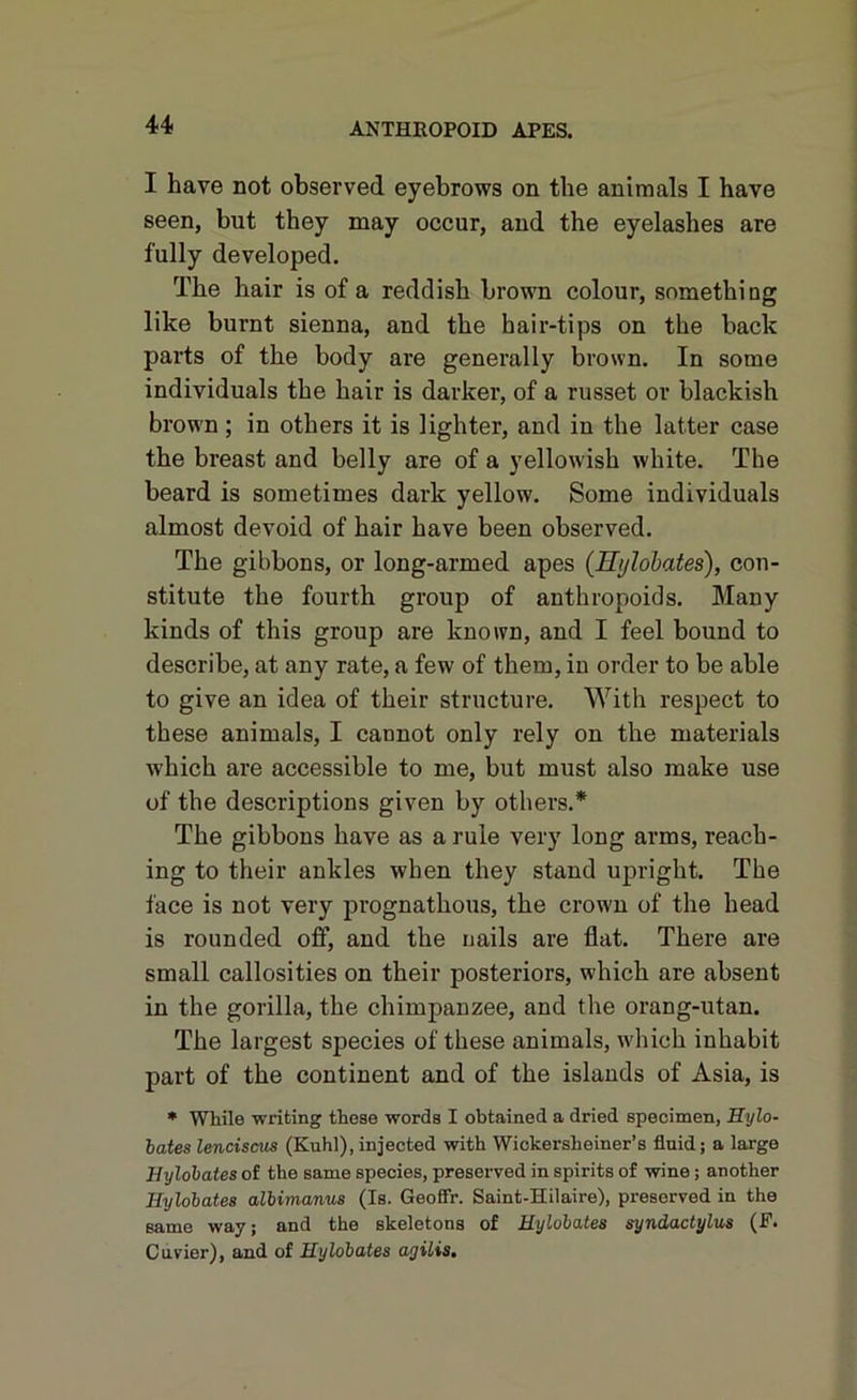 I have not observed eyebrows on the animals I have seen, but they may occur, and the eyelashes are fully developed. The hair is of a reddish brown colour, something like burnt sienna, and the hair-tips on the back parts of the body are generally brown. In some individuals the hair is darker, of a russet or blackish brown; in others it is lighter, and in the latter case the breast and belly are of a yellowish white. The beard is sometimes dark yellow. Some individuals almost devoid of hair have been observed. The gibbons, or long-armed apes (Hylobates), con- stitute the fourth group of anthropoids. Many kinds of this group are known, and I feel bound to describe, at any rate, a few of them, in order to be able to give an idea of their structure. With respect to these animals, I caunot only rely on the materials which are accessible to me, but must also make use of the descriptions given by others.* The gibbons have as a rule very long arms, reach- ing to their ankles when they stand upright. The face is not very prognathous, the crown of the head is rounded off, and the nails are flat. There are small callosities on their posteriors, which are absent in the gorilla, the chimpanzee, and the orang-utan. The largest species of these animals, which inhabit part of the continent and of the islands of Asia, is * While writing these words I obtained a dried specimen, Hylo- lates lenciscus (Kuhl), injected with Wickersheiner’s fluid; a large Hylobates of the same species, preserved in spirits of wine ; another Hylobates albimanus (Is. Geofifr. Saint-Hilaire), preserved in the same way; and the skeletons of Hylobates syndactylus (F. Cuvier), and of Hylobates agilis.