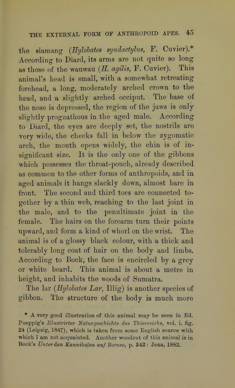 the siamang (Hylobates syndactylus, F. Cuvier).*1 According to Diard, its arms are not quite so long as those of the wauwau (FT. agilis, F. Cuvier). This animal’s head is small, with a somewhat retreating forehead, a long, moderately arched crown to the head, and a slightly arched occiput. The base of the nose is depressed, the region of the jaws is only slightly prognathous in the aged male. According to Diard, the eyes are deeply set, the nostrils are very wide, the cheeks fall in below the zygomatic arch, the mouth opens widely, the chin is of in- significant size. It is the only one of the gibbons which possesses the throat-pouch, already described as common to the other forms of anthropoids, and in aged animals it hangs slackly down, almost bare in front. The second and third toes are connected to- gether by a thin web, reaching to the last joint in the male, and to the penultimate joint in the female. The hairs on the forearm turn their points upward, and form a kind of whorl on the wrist. The animal is of a glossy black colour, with a thick and tolerably long coat of hair on the body and limbs. According to Bock, the face is encircled by a grey or white beard. This animal is about a metre in height, and inhabits the woods of Sumatra. The lar (Hylobates Lar, Illig) is another species of gibbon. The structure of the body is much more * A very good illustration of this animal may he seen in Ed. Poeppig’s IlluBtrirter Naturgescliichte des ThierreicTis, vol. i. fig. 24 (Leipzig, 1847), which is taken from some English source with which I am not acquainted. Another woodcut of this animal is in Bock’s Unter den Kannibalen anf Borneo, p. 342: Jena, 1882.