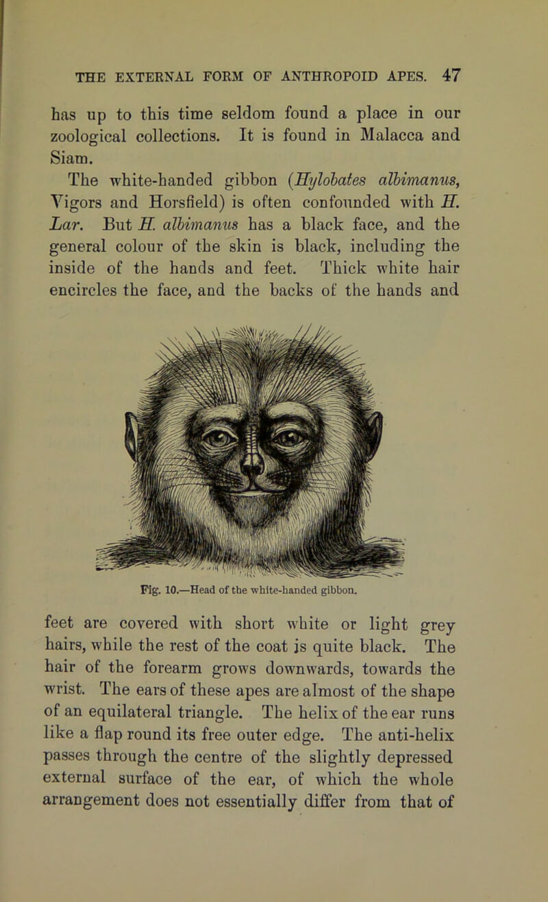 has up to this time seldom found a place in our zoological collections. It is found in Malacca and Siam. The white-handed gibbon (Hylobates cilbimanus, Vigors and Horsfield) is often confounded with H. Lar. But H. albimanus has a black face, and the general colour of the skin is black, including the inside of the hands and feet. Thick white hair encircles the face, and the backs of the hands and Fig. 10.—Head of the white-handed gibhon. feet are covered with short white or light grey- hairs, while the rest of the coat is quite black. The hair of the forearm grows downwards, towards the wrist. The ears of these apes are almost of the shape of an equilateral triangle. The helix of the ear runs like a flap round its free outer edge. The anti-helix passes through the centre of the slightly depressed external surface of the ear, of whicb the whole arrangement does not essentially differ from that of