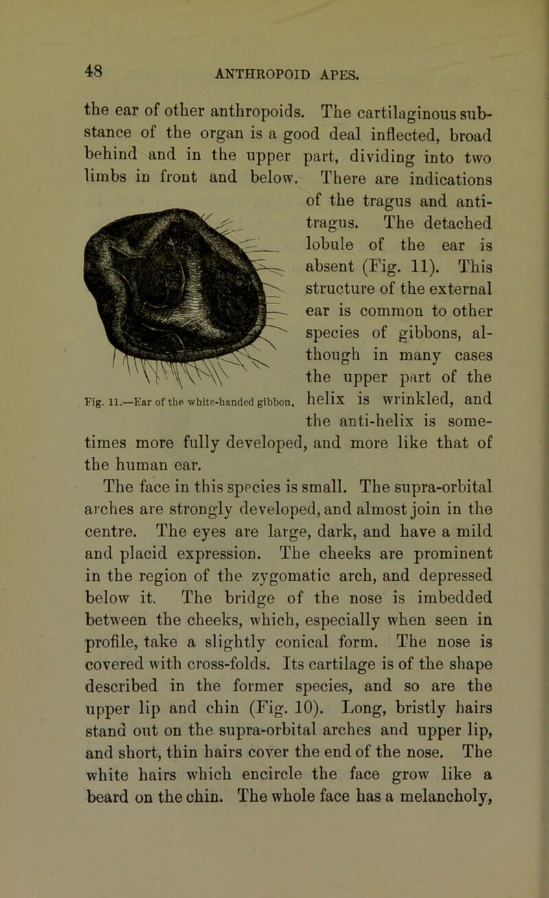 the ear of other anthropoids. The cartilaginous sub- stance of the organ is a good deal inflected, broad behind and in the upper part, dividing into two limbs in front and below. There are indications of the tragus and anti- tragus. The detached lobule of the ear is absent (Fig. 11). This structure of the external ear is common to other species of gibbons, al- though in many cases the upper part of the Fig. 11.—Ear of tho white-handed gibbon. helix is wrinkled, and the anti-helix is some- times more fully developed, and more like that of the human ear. The face in this sppcies is small. The supra-orbital arches are strongly developed, and almost join in the centre. The eyes are large, dark, and have a mild and placid expression. The cheeks are prominent in the region of the zygomatic arch, and depressed below it. The bridge of the nose is imbedded between the cheeks, which, especially when seen in profile, take a slightly conical form. The nose is covered with cross-folds. Its cartilage is of the shape described in the former species, and so are the upper lip and chin (Fig. 10). Long, bristly hairs stand out on the supra-orbital arches and upper lip, and short, thin hairs cover the end of the nose. The white hairs which encircle the face grow like a beard on the chin. The whole face has a melancholy,