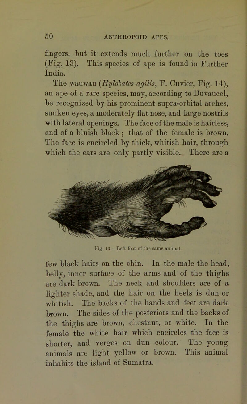 fingers, but it extends much further on the toes (Fig. 13). This species of ape is found in Further India. The wauwau (Hylobates agilis, F. Cuvier, Fig. 14), an ape of a rare species, may, according to Duvaucel, be recognized by his prominent supra-orbital arches, sunken eyes, a moderately flat nose, and large nostrils with lateral openings. The face of the male is hairless, and of a bluish black ; that of the female is brown. The face is encircled by thick, whitish hair, through which the ears are only partly visible. There are a l ig. 13.—Left foot of the same animal. few black hairs on the chin. In the male the head, belly, inner surface of the arms and of the thighs are dark brown. The neck and shoulders are of a lierhter shade, and the hair on the heels is dun or whitish. The backs of the hands and feet are dark brown. The sides of the posteriors and the backs of the thighs are brown, chestnut, or white. In the female the white hair which encircles the face is shorter, and verges on dun colour. The young animals are light yellow or brown. This animal inhabits the island of Sumatra.