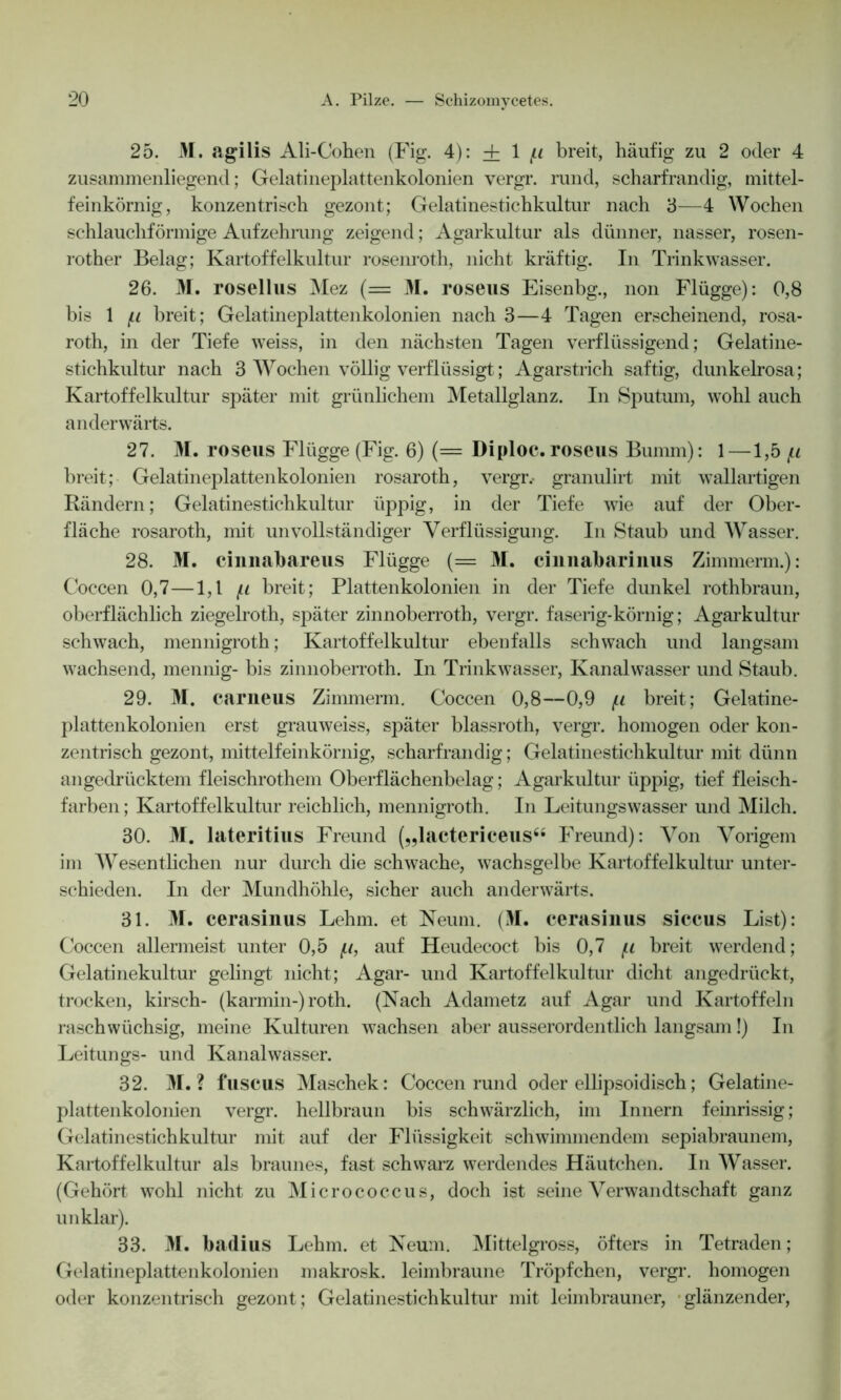 25. M. agilis Ali-Cohen (Fig. 4): + 1 (.i breit, häufig zu 2 oder 4 zusammenliegend; Gelatineplattenkolonien vergr. rund, scharfrandig, mittel- feinkörnig, konzentrisch gezont; Gelatinestichkultur nach 3—4 Wochen schlauchförmige Aufzehrung zeigend; Agarkultur als dünner, nasser, rosen- rother Belag; Kartoffelkultur rosenröth, nicht kräftig. In Trinkwasser. 26. M. rosellus Mez (= M. roseus Eisenbg., non Flügge): 0,8 bis 1 (.i breit; Gelatineplattenkolonien nach 3—4 Tagen erscheinend, rosa- roth, in der Tiefe weiss, in den nächsten Tagen verflüssigend; Gelatine- stichkultur nach 3 Wochen völlig verflüssigt; Agarstrich saftig, dunkelrosa; Kartoffelkultur später mit grünlichem Metallglanz. In Sputum, wohl auch anderwärts. 27. M. roseus Flügge (Fig. 6) (= Diploc. roseus Bumm): 1 —1,5 (.i breit; Gelatineplattenkolonien rosaroth, vergr.- granulirt mit wallartigen Rändern; Gelatinestichkultur üppig, in der Tiefe wie auf der Ober- fläche rosaroth, mit unvollständiger Verflüssigung. In Staub und Wasser. 28. M. cinnabareus Flügge (= M. cinnabarinus Zimmerm.): Coccen 0,7—1,1 fi breit; Plattenkolonien in der Tiefe dunkel rothbraun, oberflächlich ziegelroth, später zinnoberroth, vergr. faserig-körnig; Agarkultur schwach, mennigroth; Kartoffelkultur ebenfalls schwach und langsam wachsend, mennig- bis zinnoberroth. In Trinkwasser, Kanalwasser und Staub. 29. M. carneus Zimmerm. Coccen 0,8—0,9 breit; Gelatine- plattenkolonien erst grauweiss, später blassroth, vergr. homogen oder kon- zentrisch gezont, mittelfeinkörnig, scharfrandig; Gelatinestichkultur mit dünn angedrücktem fleischrothem Oberflächenbelag; Agarkultur üppig, tief fleisch- farben ; Kartoffelkultur reichlich, mennigroth. In Leitungswasser und Milch. 30. M. lateritius Freund („lactericeus“ Freund): Von Vorigem im Wesentlichen nur durch die schwache, wachsgelbe Kartoffelkultur unter- schieden. In der Mundhöhle, sicher auch anderwärts. 31. M. cerasinus Lehm, et Neum. (M. cerasinus siccus List): Coccen allermeist unter 0,5 ft, auf Heudecoct bis 0,7 ft breit werdend; Gelatinekultur gelingt nicht; Agar- und Kartoffelkultur dicht angedrückt, trocken, kirsch- (karmin-) roth. (Nach Adametz auf Agar und Kartoffeln raschwüchsig, meine Kulturen wachsen aber ausserordentlich langsam!) In Leitungs- und Kanalwasser. 32. M. ? fuscus Maschek: Coccen rund oder ellipsoidisch; Gelatine- plattenkolonien vergr. hellbraun bis schwärzlich, im Innern feinrissig; Gelatinestichkultur mit auf der Flüssigkeit schwimmendem sepiabraunem, Kartoffelkultur als braunes, fast schwarz werdendes Häutchen. In Wasser. (Gehört wohl nicht zu Micrococcus, doch ist seine Verwandtschaft ganz unklar). 33. M. badius Lehm, et Neum. Mittelgross, öfters in Tetraden; Gelatineplattenkolonien makrosk. leimbraune Tröpfchen, vergr. homogen oder konzentrisch gezont ; Gelatinestichkultur mit leimbrauner, glänzender,