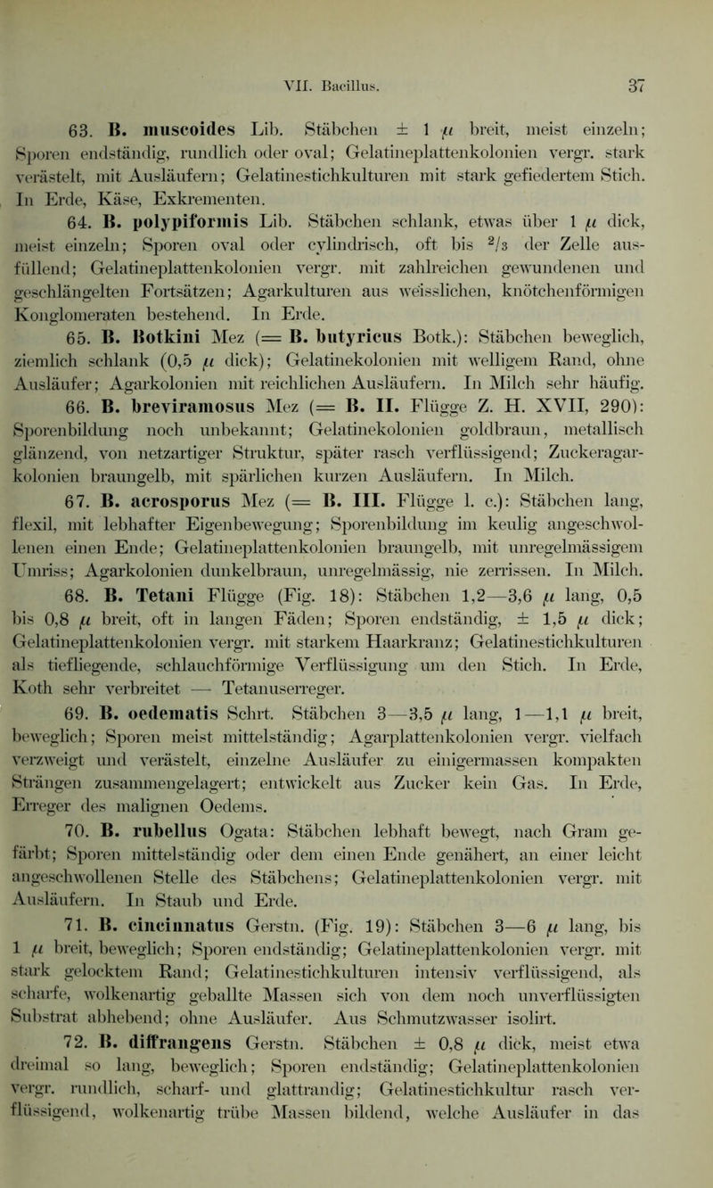63. B. muscoides Lib. Stäbchen ± 1 p breit, meist einzeln; Sporen endständig, rundlich oder oval; Gelatineplattenkolonien vergr. stark verästelt, mit Ausläufern; Gelatinestichkulturen mit stark gefiedertem Stich. In Erde, Käse, Exkrementen. 64. B. polypiformis Lib. Stäbchen schlank, etwas über 1 p dick, meist einzeln; Sporen oval oder cylindrisch, oft bis 2/3 der Zelle aus- füllend; Gelatineplattenkolonien vergr. mit zahlreichen gewundenen und geschlängelten Fortsätzen; Agarkulturen aus weisslichen, knötchenförmigen Konglomeraten bestehend. In Erde. 65. B. Botkini Mez (= B. butyricus Botk.): Stäbchen beweglich, ziemlich schlank (0,5 p dick); Gelatinekolonien mit welligem Rand, ohne Ausläufer; Agarkolonien mit reichlichen Ausläufern. In Milch sehr häufig. 66. B. breviramosus Mez (= B. II. Flügge Z. H. XVII, 290): Sporenbildung noch unbekannt; Gelatinekolonien goldbraun, metallisch glänzend, von netzartiger Struktur, später rasch verflüssigend; Zuckeragar- kolonien braungelb, mit spärlichen kurzen Ausläufern. In Milch. 67. B. acrosporus Mez (= B. III. Flügge 1. c.): Stäbchen lang, flexil, mit lebhafter Eigenbewegung; Sporenbildung im keulig angeschwol- lenen einen Ende; Gelatineplattenkolonien braungelb, mit unregelmässigem Umriss; Agarkolonien dunkelbraun, unregelmässig, nie zerrissen. In Milch. 68. B. Tetani Flügge (Fig. 18): Stäbchen 1,2—3,6 p lang, 0,5 bis 0,8 p breit, oft in langen Fäden; Sporen endständig, ± 1,5 p dick; Gelatineplattenkolonien vergr. mit starkem Haarkranz; Gelatinestichkulturen als tiefliegende, schlauchförmige Verflüssigung um den Stich. In Erde, Koth sehr verbreitet — Tetanuserreger. 69. B. oedeinatis Sehrt. Stäbchen 3—3,5 p lang, 1—1,1 p breit, beweglich; Sporen meist mittelständig; Agarplattenkolonien vergr. vielfach verzweigt und verästelt, einzelne Ausläufer zu einigermassen kompakten Strängen zusammengelagert; entwickelt aus Zucker kein Gas. In Erde, Erreger des malignen Oedems. 70. B. rubellus Ogata: Stäbchen lebhaft bewegt, nach Gram ge- färbt; Sporen mittelständig oder dem einen Ende genähert, an einer leicht angeschwollenen Stelle des Stäbchens; Gelatineplattenkolonien vergr. mit Ausläufern. In Staub und Erde. 71. B. cincinnatus Gerstn. (Fig. 19): Stäbchen 3—6 p lang, bis 1 p breit, beweglich; Sporen endständig; Gelatineplattenkolonien vergr. mit stark gelocktem Rand; Gelatinestichkulturen intensiv verflüssigend, als scharfe, wolkenartig geballte Massen sich von dem noch unverflüssigten Substrat abhebend; ohne Ausläufer. Aus Schmutzwasser isolirt. 72. B. diffrangens Gerstn. Stäbchen ± 0,8 p dick, meist etwa dreimal so lang, beweglich; Sporen endständig; Gelatineplattenkolonien vergr. rundlich, scharf- und glattrandig; Gelatinestichkultur rasch ver- flüssigend, wolkenartig trübe Massen bildend, welche Ausläufer in das