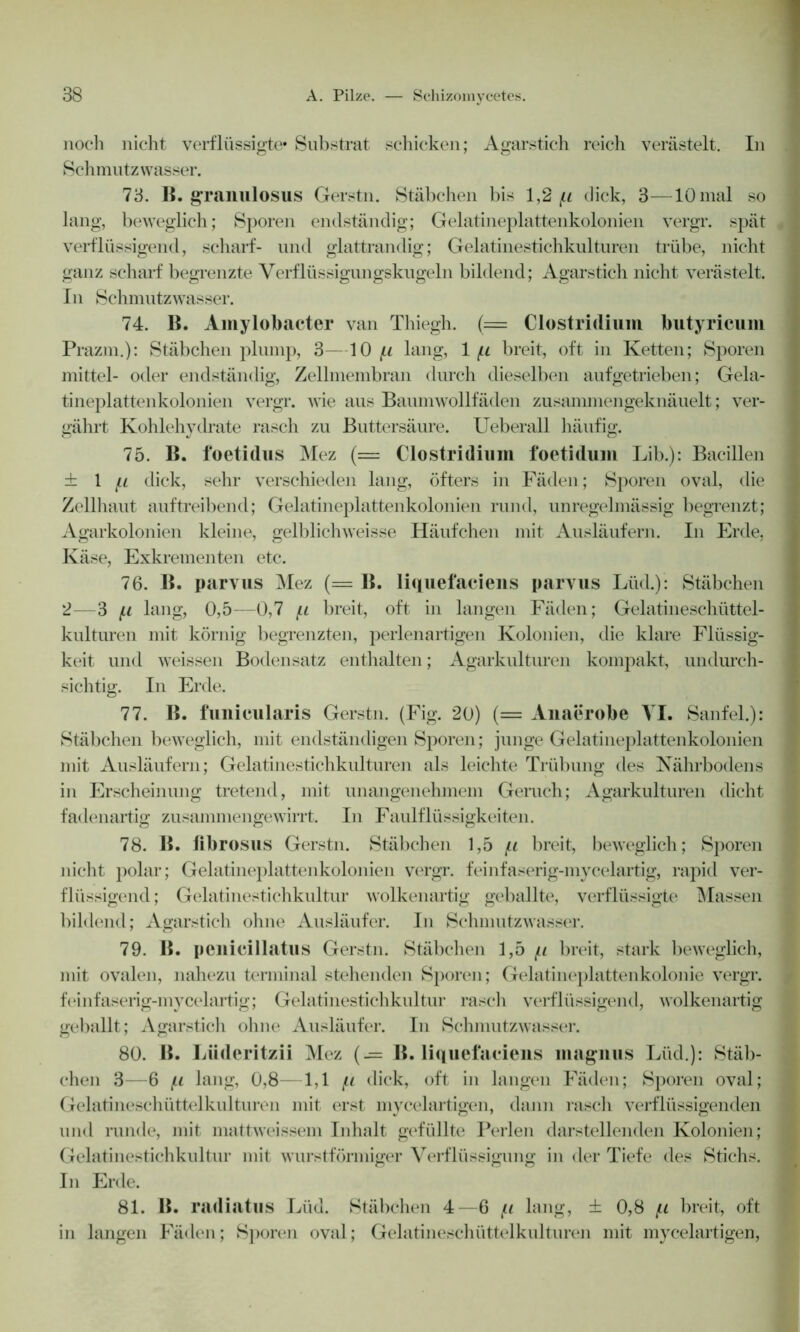 noch nicht verflüssigte» Substrat schicken; Agarstich reich verästelt. In Schmutz wasser. 73. 15. granulosus Gerstn. Stäbchen bis 1,2 fi dick, 3—10 mal so lang, beweglich; Sporen endständig; Gelatineplattenkolonien vergr. spät verflüssigend, scharf- und glattrandig; Gelatinestichkulturen trübe, nicht ganz scharf begrenzte Verflüssigungskugeln bildend; Agarstich nicht verästelt. In Schmutzwasser. 74. B. Amylobacter van Thiegh. (= Clostridium butyricum Prazm.): Stäbchen plump, 3—10 fi lang, 1 fi breit, oft in Ketten; Sporen mittel- oder endständig, Zellmembran durch dieselben aufgetrieben; Gela- tineplattenkolonien vergr. wie aus Baiunwollfäden zusammengeknäuelt; ver- gährt Kohlehydrate rasch zu Buttersäure. Ueberall häufig. 75. B. foetidus Mez (= Clostridium foetidum Lib.): Bacillen ± 1 fi dick, sehr verschieden lang, öfters in Fäden; Sporen oval, die Zellhaut auftreibend; Gelatineplattenkolonien rund, unregelmässig begrenzt; Agarkolonien kleine, gelblichweisse Häufchen mit Ausläufern. In Erde, Käse, Exkrementen etc. 76. B. parvus Mez (= B. liquefaciens parvus Lüd.): Stäbchen 2—3 fi lang, 0,5—0,7 ft breit, oft in langen Fäden; Gelatineschüttel- kulturen mit körnig begrenzten, perlenartigen Kolonien, die klare Flüssig- keit und weissen Bodensatz enthalten; Agarkulturen kompakt, undurch- sichtig. In Erde. 77. B. funieularis Gerstn. (Fig. 20) (= Anaerobe VI. Sanfel.): Stäbchen beweglich, mit endständigen Sporen; junge Gelatineplattenkolonien mit Ausläufern; Gelatinestichkulturen als leichte Trübung des Nährbodens in Erscheinung tretend, mit unangenehmem Geruch; Agarkulturen dicht fadenartig zusammengewirrt. In Faulflüssigkeiten. 78. B. iibrosus Gerstn. Stäbchen 1,5 fi breit, beweglich; Sporen nicht polar; Gelatineplattenkolonien vergr. feinfaserig-mycelartig, rapid ver- flüssigend; Gelatinestichkultur wolkenartig geballte, verflüssigte Massen bildend; Agarstich ohne Ausläufer. In Schmutzwasser. 79. B. penicillatus Gerstn. Stäbchen 1,5 fi breit, stark beweglich, mit ovalen, nahezu terminal stehenden Sporen; Gelatineplattenkolonie vergr. feinfaserig-mycelartig; Gelatinestichkultur rasch verflüssigend, wolkenartig geballt; Agarstich ohne Ausläufer. In Schmutzwasser. 80. B. Lüderitzii Mez (-= B. liquefaciens magnus Lüd.): Stäb- chen 3—6 fi lang, 0,8—1,1 fi dick, oft in langen Fäden; Sporen oval; Gelatineschüttelkulturen mit erst mycelartigen, dann rasch verflüssigenden und runde, mit mattweissem Inhalt gefüllte Perlen darstellenden Kolonien; Gelatinestichkultur mit wurstförmiger Verflüssigung in der Tiefe des Stichs. In Erde. 81. B. radiatus Lüd. Stäbchen 4—6 fi lang, ± 0,8 fi breit, oft in langen Fäden; Sporen oval; Gelatineschüttelkulturen mit mycelartigen,