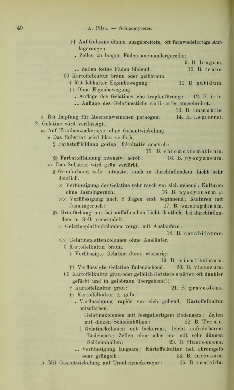 ff Auf Gelatine dünne, ausgebreitete, oft farnwedelartige Auf- lagerungen. . Zellen zu langen Fäden aneinandergereiht: 9. B. longum. .. Zellen keine Fäden bildend: 10. B. tenue. 00 Kartoffelkultur braun oder gelbbraun, f Mit lebhafter Eigenbewegung: 11. B. putidum. tt Ohne Eigenbewegung. . Auflage des Gelatinestichs tropfenförmig: 12. B. iris. .. Auflage des Gelatinestichs coli- artig ausgebreitet. 13. B. immobile. ß. Bei Impfung für Meerschweinchen pathogen: 14. B. Lepierrei. 2. Gelatine wird verflüssigt. «. Auf Traubenzuckeragar ohne Gasentwickelung. * Das Substrat wird blau verfärbt. § Farbstoffbildung gering; fakultativ anaerob: 15. B. chromoaromaticum. §§ Färbstoffbildung intensiv; aerob: 16. B. pyocyaneum. ** Das Substrat wird grün verfärbt. § Grünfärbung sehr intensiv, auch in durchfallendem Licht sehr deutlich. X Verflüssigung der Gelatine sehr rasch vor sich gehend ; Kulturen ohne Jasmingeruch: 16. B. pyocyaneum ß. XX Verflüssigung nach 8 Tagen erst beginnend; Kulturen mit Jasmingeruch: 17. B. smaragdinum. §§ Grünfärbung nur bei auffallendem Licht deutlich, bei durchfallen- dem in Gelb verwandelt. X Gelatineplattenkolonien vergr. mit Ausläufern: 18. B. carabiforme. XX Gelatineplattenkolonien ohne Ausläufer. 0 Kartoffelkultur braun. f Verflüssigte Gelatine dünn, wässerig: 19. B. mi nutissimum. ff Verflüssigte Gelatine fadenziehend: 20. B. viscosum. 00 Kartoffelkultur grau oder gelblich (letztere später oft dunkler gefärbt und in gelbbraun übergehend !). f Kartoffelkultur grau: 21. B. graveolens. ff Kartoffelkultur ± gelb. . Verflüssigung rapide vor sich gehend; Kartoffelkultur missfarben | Gelatinekolonien mit festgallertigem Bodensatz; Zellen mit dicken Schleimhüllen: 22. B. Termo. || Gelatinekolonien mit lockerem, leicht aufrührbarem Bodensatz; Zellen ohne oder nur mit sehr dünnen Schleimhüllen: 23. B. fluorescens. .. Verflüssigung langsam; Kartoffelkultur hell Chromgelb oder grüngelb: 24. B. turcosum. ß. Mit Gasentwickelung auf Traubenzuckeragar: 25. B. ranicida.