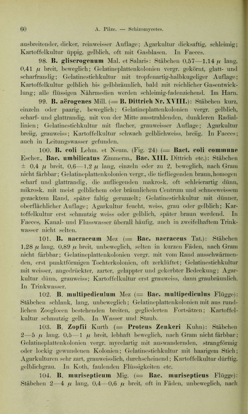 ausbreitender, dicker, reinweisser Auflage; Agarkultur dicksaftig, schleimig; Kartoffelkultur üppig, gelblich, oft mit Gasblasen. In Faeces. 98. B. gliscrogenum Mal. etSalaris: Stäbchen 0,57—1,14 ju lang, 0,41 fji breit, beweglich; Gelatineplattenkolonien vergr. gekörnt, glatt- und scharfrandig; Gelatinestichkultur mit tropfenartig-halbkugeliger Auflage; Kartoffelkultur gelblich bis gelbbräunlich, bald mit reichlicher Gasentwick- lung; alle flüssigen Nährmedien werden schleimig-faden ziehend. Im Harn. 99. B. aerogenes Mill. (= B. Dittrich Nr. XVIII.): Stäbchen kurz, einzeln oder paarig, beweglich; Gelatineplattenkolonien vergr. gelblich, scharf- und glattrandig, mit von der Mitte ausstrahlenden, dunkleren Radial- linien ; Gelatinestichkultur mit flacher, grauweisser Auflage; Agarkultur breiig, grauweiss; Kartoffelkultur schwach gelblichweiss, breiig. In Faeces; auch in Leitungswasser gefunden. 100. B. coli Lehm, et Neum. (Fig. 24) (= Bact. coli commune Escher., Bac. umbilicatus Zimmerm., Bac. XIII. Dittrich etc.): Stäbchen ± 0,4 ^ breit, 0,6—1,2 f.i lang, einzeln oder zu 2, beweglich, nach Gram nicht färbbar; Gelatineplattenkolonien vergr., die tiefliegenden braun,homogen scharf und glattrandig, die aufliegenden makrosk. oft schleierartig dünn, mikrosk. mit meist gelblichem oder bräunlichem Centrum und schneeweissem gezacktem Rand, später faltig gerunzelt; Gelatinestichkultur mit dünner, oberflächlicher Auflage; Agarkultur feucht, weiss, grau oder gelblich; Kar- toffelkultur erst schmutzig weiss oder gelblich, später braun werdend. In Faeces, Kanal- und Flusswasser überall häufig, auch in zweifelhaftem Trink- wasser nicht selten. 101. B. nacraceum Mez (= Bac. nacraceus Tat.): Stäbchen 1,28 (.i lang, 0,89 f.i breit, unbeweglich, selten in kurzen Fäden, nach Gram nicht färbbar; Gelatineplattenkolonien vergr. mit vom Rand ausschwärmen- den, erst punktförmigen Tochterkolonien, oft zerklüftet; Gelatinestichkultur mit weisser, angedrückter, zarter, gelappter und gekerbter Bedeckung; Agar- kultur dünn, grauweiss; Kartoffelkultur erst grauweiss, dann graubräun lieh. In Trinkwasser. 102. B. multipediculum Mez (= Bac. multipediculus Flügge): Stäbchen schlank, lang, unbeweglich; Gelatineplattenkolonien mit aus rund- lichen Zoogloeen bestehenden breiten, gegliederten Fortsätzen; Kartoffel- kultur schmutzig gelb. In Wasser und Staub. 103. B. Zopfii Kurth (= Proteus Zenkeri Kuhn): Stäbchen 2—5 (.i lang, 0,5—1 /u breit, lebhaft beweglich, nach Gram nicht färbbar; Gelatineplattenkolonien vergr. mycelartig mit auswandernden, strangförmig oder lockig gewundenen Kolonien; Gelatinestichkultur mit haarigem Stich; Agarkulturen sehr zart, grauweisslich, durchscheinend; Kartoffelkultur dürftig, gelblich grau. In Koth, faulenden Flüssigkeiten etc. 104. B. murisepticum Mig. (= Bac. murisepticus Flügge): Stäbchen 2—4 (.i lang, 0,4—0,6 /li breit, oft in Fäden, unbeweglich, nach