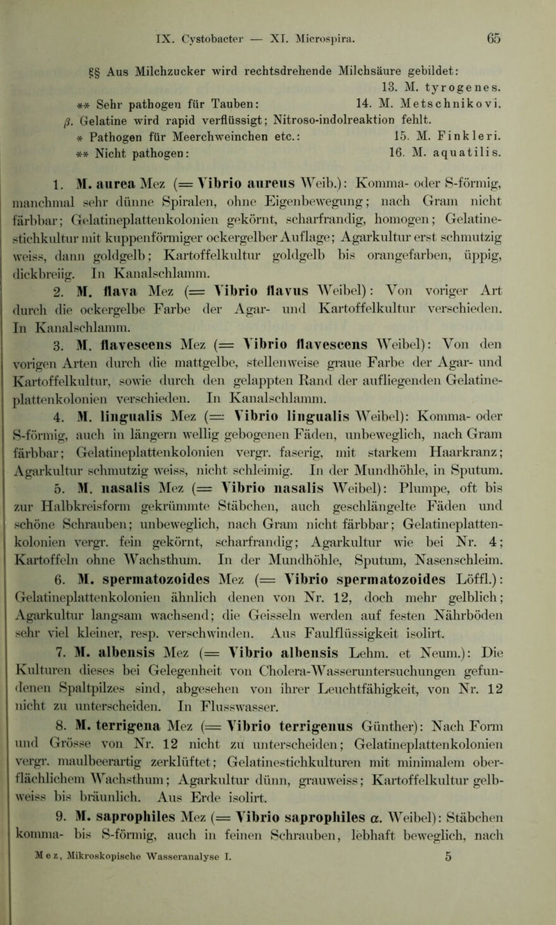 §§ Aus Milchzucker wird rechtsdrehende Milchsäure gebildet: 13. M. tyrogenes. ** Sehr pathogen für Tauben: 14. M. Metschnikovi. ß. Gelatine wird rapid verflüssigt; Nitroso-indolreaktion fehlt. * Pathogen für Meerchweinchen etc.: 15. M. Finkleri. ** Nicht pathogen: 16. M. aquatilis. 1. M. aurea Mez (= Vibrio aureus Weib.): Komma- oder S-förmig, I manchmal sehr dünne Spiralen, ohne Eigenbewegung; nach Gram nicht ! färbbar; Gelatineplattenkolonien gekörnt, scharfrandig, homogen; Gelatine- | stichkultur mit kuppenförmiger ockergelber Auflage; Agarkultur erst schmutzig 1 weiss, dann goldgelb; Kartoffelkultur goldgelb bis orangefarben, üppig, I dickbreiig. In Kanalschlamm. 2. M. flava Mez (= Vibrio flavus Weibel): Von voriger Art durch die ockergelbe Farbe der Agar- und Kartoffelkultur verschieden. In Kanalschlamm. 3. M. llavescens Mez (= Vibrio flavescens Weibel): Von den vorigen Arten durch die mattgelbe, stellenweise graue Farbe der Agar- und Kartoffelkultur, sowie durch den gelappten Rand der aufliegenden Gelatine- plattenkolonien verschieden. In Kanalschlamm. 4. M. liugualis Mez (— Vibrio lingualis Weibel): Komma- oder S-förmig, auch in langem willig gebogenen Fäden, unbeweglich, nach Gram färbbar; Gelatineplattenkolonien vergr. faserig, mit starkem Haarkranz; Agarkultur schmutzig wTeiss, nicht schleimig. In der Mundhöhle, in Sputum. 5. M. nasaiis Mez (= Vibrio nasalis Weibel): Plumpe, oft bis | zur Halbkreisform gekrümmte Stäbchen, auch geschlängelte Fäden und | schöne Schrauben; unbeweglich, nach Gram nicht färbbar; Gelatineplatten- kolonien vergr. fein gekörnt, scharfrandig; Agarkultur wie bei Nr. 4; Kartoffeln ohne Wachsthum. In der Mundhöhle, Sputum, Nasenschleim. 6. M. spermatozoides Mez (= Vibrio spermatozoides Löffl.): Gelatineplattenkolonien ähnlich denen von Nr. 12, doch mehr gelblich; Agarkultur langsam wachsend; die Geissein werden auf festen Nährböden sehr viel kleiner, resp. verschwinden. Aus Faulflüssigkeit isolirt. 7. M. albensis Mez (= Vibrio albensis Lehm, et Neum.): Die Kulturen dieses bei Gelegenheit von Cholera-Wasseruntersuchungen gefun- denen Spaltpilzes sind, abgesehen von ihrer Leuchtfähigkeit, von Nr. 12 nicht zu unterscheiden. In Flusswasser. 8. M. terrigena Mez (= Vibrio terrigenus Günther): Nach Form und Grösse von Nr. 12 nicht zu unterscheiden; Gelatineplattenkolonien vergr. maulbeerartig zerklüftet; Gelatinestichkulturen mit minimalem ober- flächlichem Wachsthum; Agarkultur dünn, grauweiss; Kartoffelkultur gelb- weiss bis bräunlich. Aus Erde isolirt. 9. M. saprophiles Mez (== Vibrio saprophiles a. Weibel): Stäbchen konuna- bis S-förmig, auch in feinen Schrauben, lebhaft beweglich, nacli Mez, Mikroskopische Wasseranalyse I. 5