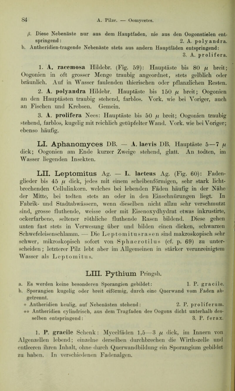 ß. Diese Nebenäste nur aus dem Hauptfaden, nie aus den Oogonstielen ent- springend: 2. A. polyandra. b. Antheridien-tragende Nebenäste stets aus andern Hauptfäden entspringend: 3. A. prolifera. 1. A. racemosa Hildebr. (Fig. 59): Hauptäste bis 80 f.i breit; Oogonien in oft grosser Menge traubig angeordnet, stets gelblich oder bräunlich. Auf in Wasser faulenden thierischen oder pflanzlichen Resten. 2. A. polyandra Hildebr. Hauptäste bis 150 [i breit; Oogonien an den Hauptästen traubig stehend, farblos. Vork. wie bei Voriger, auch an Fischen und Krebsen. Gemein. 3. A. prolifera Nees: Hauptäste bis 50 /u breit; Oogonien traubig stehend, farblos, kugelig mit reichlich getüpfelter Wand. Vork. wie bei Voriger; ebenso häufig. LI. Aphanomyces DB. — A. laevis DB. Hauptäste 5—7 (.i dick; Oogonien am Ende kurzer Zweige stehend, glatt. An todten, im Wasser liegenden Insekten. LII. Leptomitus Ag. — L. laeteus Ag. (Fig. 60): Faden- glieder bis 45 f.i dick, jedes mit einem scheibenförmigen, sehr stark licht- brechenden Cellulinkorn. welches bei lebenden Fäden häufig in der Nähe der Mitte, bei todten stets an oder in den Einschnürungen liegt. In Fabrik- und Stadtabwässern, wenn dieselben nicht allzu sehr verschmutzt sind, grosse fluthende, weisse oder mit Eisenoxydhydrat etwas inkrustirte, ockerfarbene, seltener röthliche fluthende Rasen bildend. Diese gehen unten fast stets in Verwesung über und bilden einen dicken, schwarzen Schwefeleisenschlamm. — Die Leptomitusrasen sind makroskopisch sehr schwer, mikroskopisch sofort von Sphaerotilus (cf. p. 69) zu unter- scheiden ; letzterer Pilz lebt aber im Allgemeinen in stärker verunreinigtem Wasser als Leptomitus. LIII. Pythium Pringsh. a. Es werden keine besonderen Sporangien gebildet: 1. P. gracile. b. Sporangien kugelig oder breit eiförmig, durch eine Querwand vom Faden ab- getrennt. * Antheridien keulig, auf Nebenästen stehend: 2. P. proliferum. ** Antheridien cylindrisch, aus dem Tragfaden des Oogons dicht unterhalb des- selben entspringend: 3. P. ferax. 1. P. gracile Schenk: Mycelfäden 1,5—3 f.i dick, im Innern von Algenzellen lebend; einzelne derselben durchbrechen die AVirthszelle und entleeren ihren Inhalt, ohne durch Querwandbildung ein Sporangium gebildet zu haben. In verschiedenen Fadenalgen.