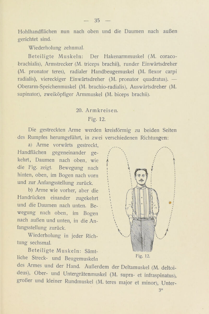 Hohlhandflächen nun nach oben und die Daumen nach außen gerichtet sind. Wiederholung zehnmal. Beteiligte Muskeln: Der Hakenarmmuskel (M. coraco- brachialis), Armstrecker (M. triceps brachii), runder Einwärtsdreher (M. pronator teres), radialer Handbeugemuskel (M. flexor carpi radialis), viereckiger Einwärtsdreher (M. pronator quadratus). — Oberarm-Speichenmuskel (M. brachio-radialis), Auswärtsdreher (M. Supinator), zweiköpfiger Armmuskel (M. biceps brachii). 20. Armkreisen. Fig. 12. Die gestreckten Arme werden kreisförmig zu beiden Seiten des Rumpfes herumgeführt, in zwei verschiedenen Richtungen: a) Arme vorwärts gestreckt, Handflächen gegeneinander ge- kehrt, Daumen nach oben, wie die Fig. zeigt. Bewegung nach hinten, oben, im Bogen nach vorn und zur Anfangsstellung zurück. b) Arme wie vorher, aber die Handrücken einander zugekehrt und die Daumen nach unten. Be- wegung nach oben, im Bogen nach außen und unten, in die An- fangsstellung zurück. Wiederholung in jeder Rich- tung sechsmal. Beteiligte Muskeln: Sämt- liche Streck- und Beugemuskeln des Armes und der Hand. Außerdem der Deltamuskel (M. deltoi- deus), Ober- und Untergrätenmuskel (M. supra- et infraspinatus), großer und kleiner Rundmuskel (M. teres major et minor), Unter- 3*