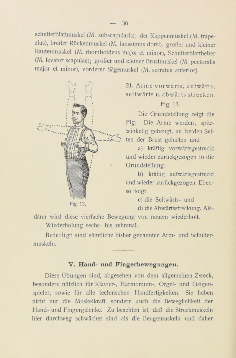 Schulterblattmuskel (M. subscapularis); der Kappenmuskel (M. trape- zius), breiter Rückenmuskel (M. latissimus dorsi), großer und kleiner Rautenmuskel (M. rhomboideus major et minor), Schulterblattheber (M. levator scapulae); großer und kleiner Brustmuskel (M. pectoralis major et minor), vorderer Sägemuskel (M. serratus anterior). 21. Arme vorwärts, aufwärts, seitwärts u. abwärts strecken. Fig. 13. Die Grundstellung zeigt die Fig. Die Arme werden, spitz- winkelig gebeugt, zu beiden Sei- tAO ten der Brust gehalten und a) kräftig vorwärtsgestreckt und wieder zurückgezogen in die Grundstellung; b) kräftig aufwärtsgestreckt und wieder zurückgezogen. Eben- so folgt c) die Seitwärts- und d) die Abwärtsstreckung. Als- dann wird diese vierfache Bewegung von neuem wiederholt. Wiederholung sechs- bis zehnmal. Beteiligt sind sämtliche bisher genannten Arm- und Schulter- muskeln. Fig. 13. V. Hand- und Fingerbewegungen. Diese Übungen sind, abgesehen von dem allgemeinen Zweck, besonders nützlich für Klavier-, Harmonium-, Orgel- und Geigen- spieler, sowie für alle technischen Handfertigkeiten. Sie heben nicht nur die Muskelkraft, sondern auch die Beweglichkeit der Hand- und Fingergelenke. Zu beachten ist, daß die Streckmuskeln hier durchweg schwächer sind als die Beugemuskeln und daher