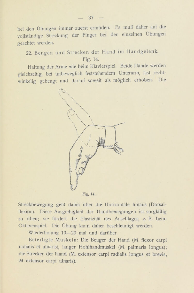 bei den Übungen immer zuerst ermüden. Es muß daher auf die vollständige Streckung der Finger bei den einzelnen Übungen geachtet werden. 22. Beugen und Strecken der Hand im Handgelenk. Fig. 14. Haltung der Arme wie beim Klavierspiel. Beide Hände werden gleichzeitig, bei unbeweglich feststehendem Unterarm, fast recht- winkelig gebeugt und darauf soweit als möglich erhoben. Die Streckbewegung geht dabei über die Horizontale hinaus (Dorsal- flexion). Diese Ausgiebigkeit der Handbewegungen ist sorgfältig zu üben; sie fördert die Elastizität des Anschlages, z. B. beim Oktavenspiel. Die Übung kann daher beschleunigt werden. Wiederholung 10—20 mal und darüber. Beteiligte Muskeln: Die Beuger der Hand (M. flexor carpi radialis et ulnaris), langer Hohlhandmuskel (M. palmaris longus); die Strecker der Hand (M. extensor carpi radialis longus et brevis, M. extensor carpi ulnaris).