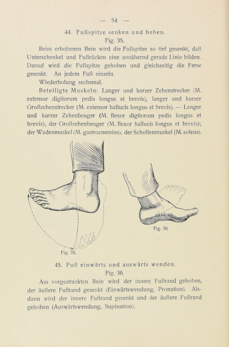 44. Fußspitze senken und heben. Fig. 35. Beim erhobenen Bein wird die Fußspitze so tief gesenkt, daß Unterschenkel und Fußrücken eine annähernd gerade Linie bilden. Darauf wird die Fußspitze gehoben und gleichzeitig die Ferse gesenkt. An jedem Fuß einzeln. Wiederholung sechsmal. Beteiligte Muskeln: Langer und kurzer Zehenstrecker (M. extensor digitorum pedis longus et brevis), langer und kurzer Großzehenstrecker (M. extensor hallucis longus et brevis). — Langer und kurzer Zehenbeuger (M. flexor digitorum pedis longus et brevis), der Großzehenbeuger (M. flexor hallucis longus et brevis); der Wadenmuskel (M. gastrocnemius), der Schollenmuskel (M. soleus). Am vorgestreckten Bein wird der innere Fußrand gehoben, der äußere Fußrand gesenkt (Einwärtswendung, Pronation). Als- dann wird der innere Fußrand gesenkt und der äußere Fußrand gehoben (Auswärtswendung, Supination). Fig. 36. 45. Fuß einwärts und auswärts wenden. Fig. 36.