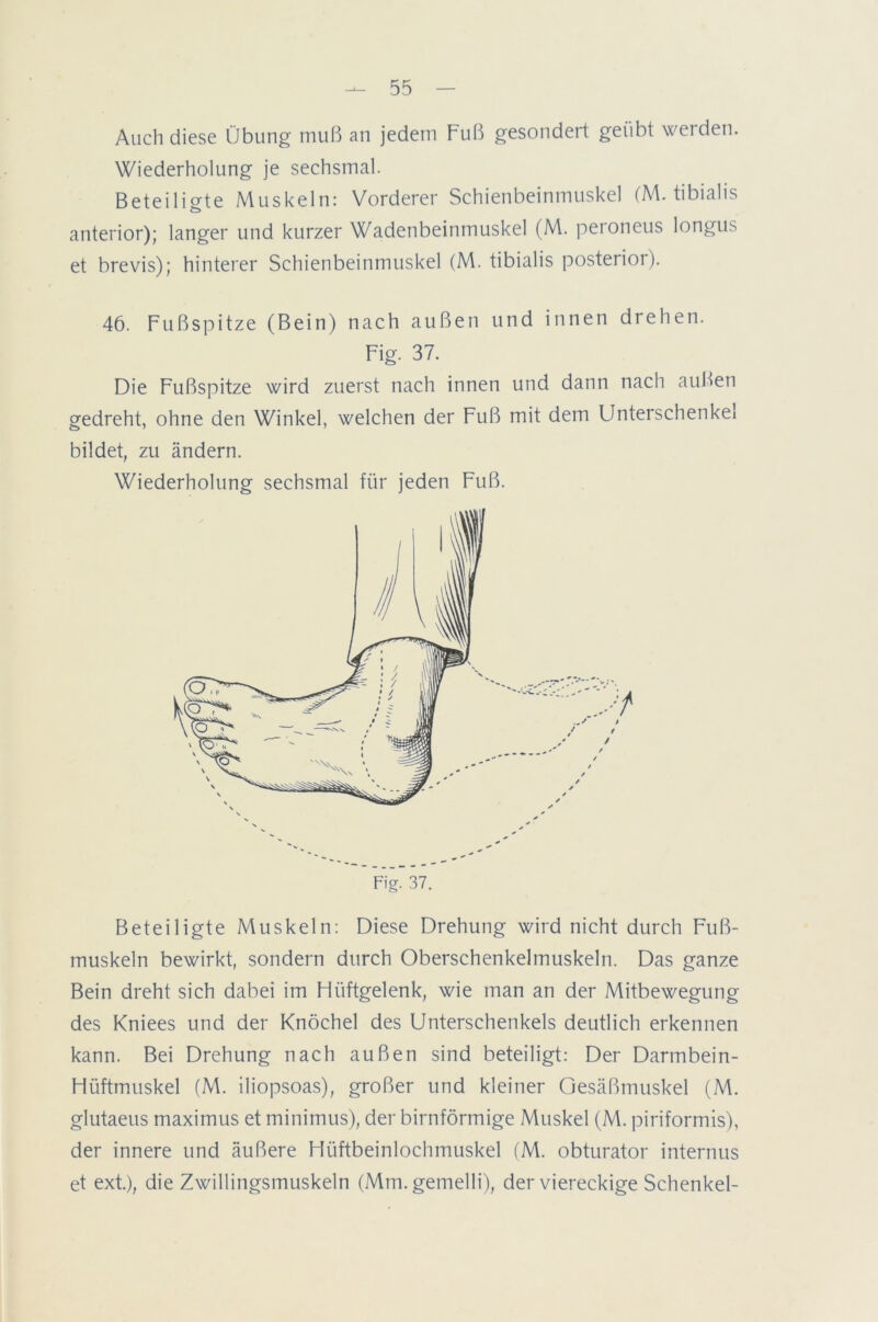 Auch diese Übung muß an jedem Fuß gesondert geübt werden. Wiederholung je sechsmal. Beteiligte Muskeln: Vorderer Schienbeinmuskel (M. tibialis anterior); langer und kurzer Wadenbeinmuskel (M. peroneus longus et brevis); hinterer Schienbeinmuskel (M. tibialis posterior). 46. Fußspitze (Bein) nach außen und innen drehen. Fig. 37. Die Fußspitze wird zuerst nach innen und dann nach außen gedreht, ohne den Winkel, welchen der Fuß mit dem Unterschenkel bildet, zu ändern. Wiederholung sechsmal für jeden Fuß. Beteiligte Muskeln: Diese Drehung wird nicht durch Fuß- muskeln bewirkt, sondern durch Oberschenkelmuskeln. Das ganze Bein dreht sich dabei im Hüftgelenk, wie man an der Mitbewegung des Kniees und der Knöchel des Unterschenkels deutlich erkennen kann. Bei Drehung nach außen sind beteiligt: Der Darmbein- Hüftmuskel (M. iliopsoas), großer und kleiner Gesäßmuskel (M. glutaeus maximus et minimus), der bimförmige Muskel (M. piriformis), der innere und äußere Hüftbeinlochmuskel (M. obturator internus et ext.), die Zwillingsmuskeln (Mm. gemelli), der viereckige Schenkel-