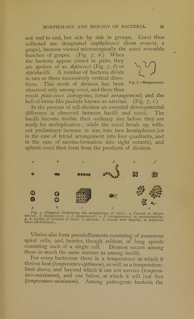 J Fig. 6.—Streptococci. not end to end, but side by side in groups. Cocci thus collected are designated staphylococci (from gta<pulij, a grape), because viewed microscopically the cocci resemble bunches of grapes. (Fig. 7, k.) When the bacteria appear joined in pairs, they are spoken of as diplococci (Fig. 7, b) or diplobacilli. A number of bacteria divide in two or three successively vertical direc- tions. This mode of division has been observed only among cocci, and there thus result platc-cocci (tctragenus, tetrad arrangement') and the ball-of-twine-like packets known as sarcince. (Fig. 7, z.) In the process of cell-division an essential developmental difference is observed between bacilli and cocci. The bacilli become double their ordinary size before they are ready for multiplication ; while the cocci break up, with- out preliminary increase in size, into two hemispheres (or in the case of tetrad arrangement into four quadrants, and in the case of sarcina-formation into eight octants), and spheric cocci then form from the products of division. a O e h 1 j k Fig. 7* Diagram illustrating the morphology of cocci: a, Coccus or micro- coccus; b, diplococeus; c, cl, streptococci; t\ J\ tetragenococci or merismopedia; g, h, modes of division of cocci; i, sarcinae; j, coccus with flagella; k, staphylo- cocci (McFarland). * 3 Vibrios also form pseudofilaments consisting of numerous spiral cells, and, besides, though seldom, of long spirals consisting each of a single cell. Division occurs among these in much the same manner as among bacilli. For every bacterium there is a temperature at which it thrives best (temperature-optimum), as well as a temperature- limit above, and beyond which it can not survive {tempera- ture-maximum), and one below, at which it will just live (temperature-minimum). Among pathogenic bacteria the
