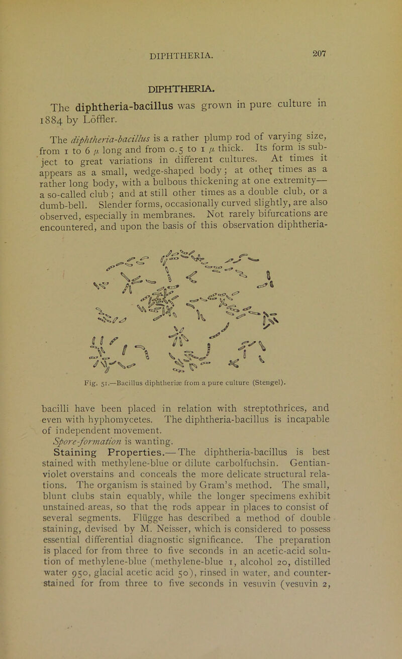DIPHTHERIA. The diphtheria-bacillus was grown in pure culture in 1884 by Loffler. The diphtheria-bacillus is a rather plump rod of varying size, from 1 to 6 <j. long and from 0.5 to x /j. thick. Its form is sub- ject to great variations in different cultures. At times it appears as a small, wedge-shaped body; at othef times as a rather long body, with a bulbous thickening at one extremity— a so-called club ; and at still other times as a double club, or a dumb-bell. Slender forms, occasionally curved slightly, are also observed, especially in membranes. Not rarely bifurcations are encountered, and upon the basis of this observation diphtheria- Ilf. TL V3W £>■ - K ' ^ Fig. 51.—Bacillus diphtherias from a pure culture (Stengel). bacilli have been placed in relation with streptothrices, and even with hyphomycetes. The diphtheria-bacillus is incapable of independent movement. Spore-formation is wanting. Staining Properties.— The diphtheria-bacillus is best stained with methylene-blue or dilute carbolfuchsin. Gentian- violet overstains and conceals the more delicate structural rela- tions. The organism is stained by Gram’s method. The small, blunt clubs stain equably, while the longer specimens exhibit unstained areas, so that the rods appear in places to consist of several segments. Fliigge has described a method of double staining, devised by M. Neisser, which is considered to possess essential differential diagnostic significance. The preparation is placed for from three to five seconds in an acetic-acid solu- tion of methylene-blue (methylene-blue 1, alcohol 20, distilled water 950, glacial acetic acid 50), rinsed in water, and counter- stained for from three to five seconds in vesuvin (vesuvin 2,