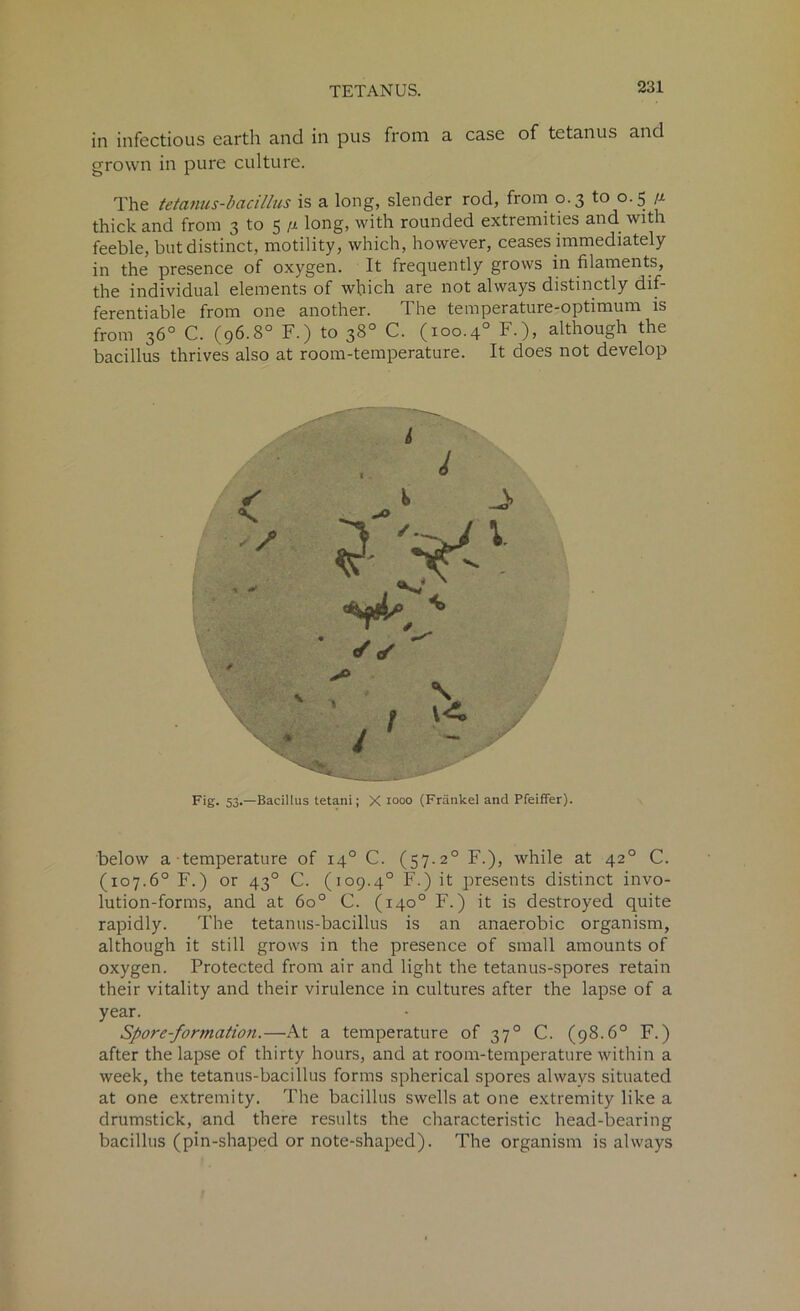 in infectious earth and in pus from a case of tetanus and grown in pure culture. The tetanus-bacillus is a long, slender rod, from 0.3 to 0.5 u thick and from 3 to 5 /a long, with rounded extremities and with feeble, but distinct, motility, which, however, ceases immediately in the presence of oxygen. It frequently grows in filaments, the individual elements of which are not always distinctly dif- ferentiable from one another. The temperature-optimum is from 36° C. (96.8° F.) to 38° C. (100.40 F.), although the bacillus thrives also at room-temperature. It does not develop i Fig- 53-—Bacillus tetani; X 1000 (Frankel and Pfeiffer). below a temperature of 14° C. (57.20 F.), while at 420 C. (107.6° F.) or 430 C. (109.40 F.) it presents distinct invo- lution-forms, and at 6o° C. (140° F.) it is destroyed quite rapidly. The tetanus-bacillus is an anaerobic organism, although it still grows in the presence of small amounts of oxygen. Protected from air and light the tetanus-spores retain their vitality and their virulence in cultures after the lapse of a year. Spore-formation.—At a temperature of 370 C. (98.6° F.) after the lapse of thirty hours, and at room-temperature within a week, the tetanus-bacillus forms spherical spores always situated at one extremity. The bacillus swells at one extremity like a drumstick, and there results the characteristic head-bearing bacillus (pin-shaped or note-shaped). The organism is always