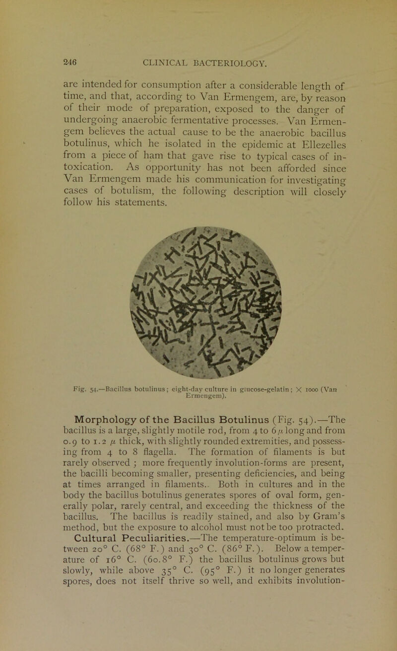 are intended for consumption after a considerable length of time, and that, according to Van Ermengem, are, by reason of their mode of preparation, exposed to the danger of undergoing anaerobic fermentative processes. Van Ermen- gem believes the actual cause to be the anaerobic bacillus botulinus, which he isolated in the epidemic at Ellezelles from a piece of ham that gave rise to typical cases of in- toxication. As opportunity has not been afforded since Van Ermengem made his communication for investigating cases of botulism, the following description will closely follow his statements. Fig. 54.—Bacillus botulinus; eight-day culture in glucose-gelatin; X 1000 (Van Ermengem). Morphology of the Bacillus Botulinus (Fig. 54).—The bacillus is a large, slightly motile rod, from 4to 6//longand from 0.9 to 1.2 [i thick, with slightly rounded extremities, and possess- ing from 4 to 8 flagella. The formation of filaments is but rarely observed ; more frequently involution-forms are present, the bacilli becoming smaller, presenting deficiencies, and being at times arranged in filaments.. Both in cultures and in the body the bacillus botulinus generates spores of oval form, gen- erally polar, rarely central, and exceeding the thickness of the bacillus. The bacillus is readily stained, and also by Gram’s method, but the exposure to alcohol must not be too protracted. Cultural Peculiarities.—The temperature-optimum is be- tween 200 C. (68° F.) and 30° C. (86° F.). Below a temper- ature of 160 C. (60.8° F.) the baciilus botulinus grows but slowly, while above 350 C. (950 F.) it no longer generates spores, does not itself thrive so well, and exhibits involution-