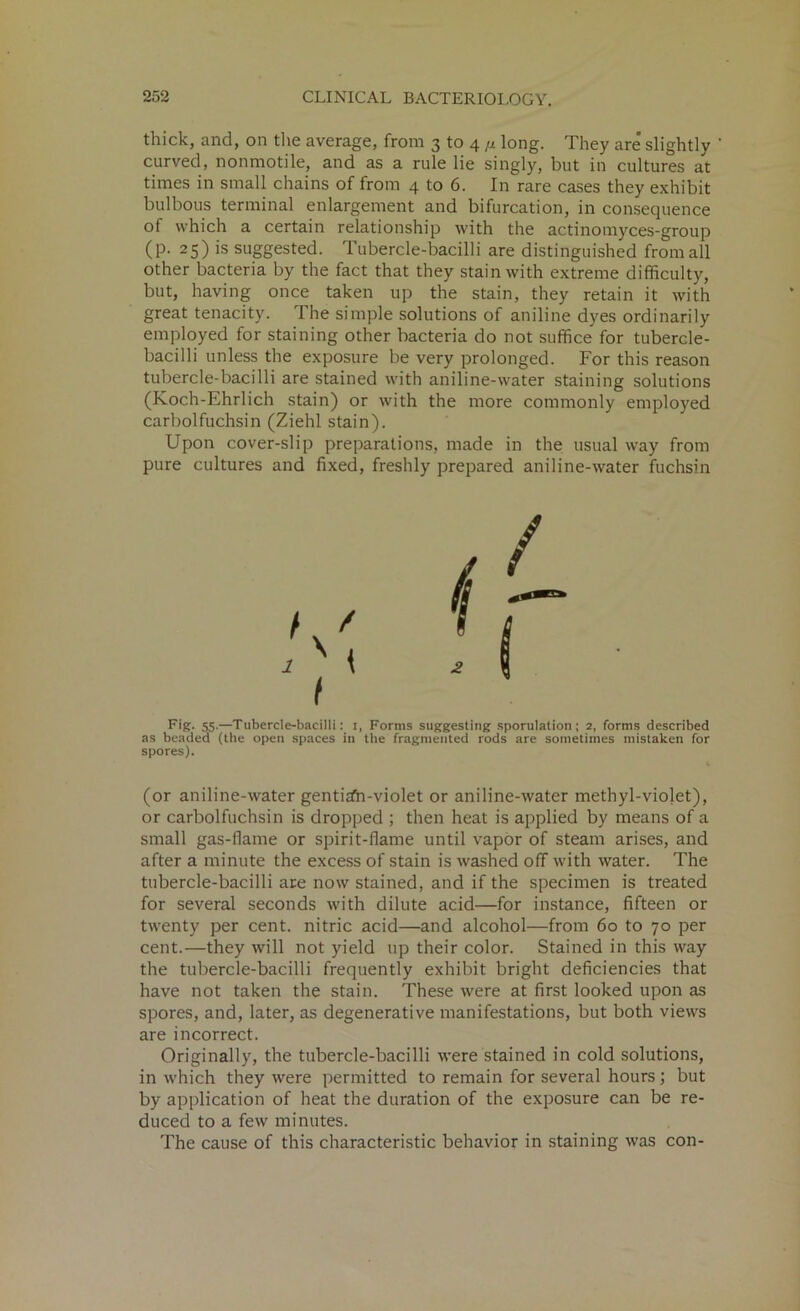 thick, and, on the average, from 3 to 4 ,1 long. They are' slightly curved, nonmotile, and as a rule lie singly, but in cultures at times in small chains of from 4 to 6. In rare cases they exhibit bulbous terminal enlargement and bifurcation, in consequence of which a certain relationship with the actinomyces-group (p. 25) is suggested. Tubercle-bacilli are distinguished from all other bacteria by the fact that they stain with extreme difficulty, but, having once taken up the stain, they retain it with great tenacity. The simple solutions of aniline dyes ordinarily employed for staining other bacteria do not suffice for tubercle- bacilli unless the exposure be very prolonged. For this reason tubercle-bacilli are stained with aniline-water staining solutions (Koch-Ehrlich stain) or with the more commonly employed carbolfuchsin (Ziehl stain). Upon cover-slip preparations, made in the usual way from pure cultures and fixed, freshly prepared aniline-water fuchsin Fig. 55.—Tubercle-bacilli: i, Forms suggesting sporulation; 2, forms described as beaded (the open spaces in the fragmented rods are sometimes mistaken for spores). (or aniline-water gentian-violet or aniline-water methyl-violet), or carbolfuchsin is dropped ; then heat is applied by means of a small gas-flame or spirit-flame until vapor of steam arises, and after a minute the excess of stain is washed off with water. The tubercle-bacilli are now stained, and if the specimen is treated for several seconds with dilute acid—for instance, fifteen or twenty per cent, nitric acid—and alcohol—from 60 to 70 per cent.—they will not yield up their color. Stained in this way the tubercle-bacilli frequently exhibit bright deficiencies that have not taken the stain. These were at first looked upon as spores, and, later, as degenerative manifestations, but both views are incorrect. Originally, the tubercle-bacilli were stained in cold solutions, in which they were permitted to remain for several hours; but by application of heat the duration of the exposure can be re- duced to a few minutes. The cause of this characteristic behavior in staining was con-