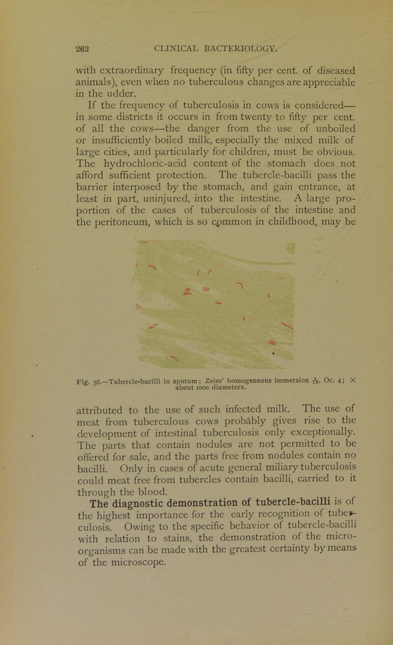 with extraordinary frequency (in fifty per cent, of diseased animals), even when no tuberculous changes are appreciable in the udder. If the frequency of tuberculosis in cows is considered— in some districts it occurs in from twenty to fifty per cent, of all the cows—the danger from the use of unboiled or insufficiently boiled milk, especially the mixed milk of large cities, and particularly for children, must be obvious. The hydrochloric-acid content of the stomach does not afford sufficient protection. The tubercle-bacilli pass the barrier interposed by the stomach, and gain entrance, at least in part, uninjured, into the intestine. A large pro- portion of the cases of tuberculosis of the intestine and the peritoneum, which is so cpmmon in childhood, may be ( 1 Fig. 56.—Tubercle-bacilli in sputum; Zeiss’ homogeneous immersion A, Oc. 4; X about 1000 diameters. attributed to the use of such infected milk. The use of meat from tuberculous cows probably gives rise to the development of intestinal tuberculosis only exceptionally. The parts that contain nodules are not permitted to be offered for sale, and the parts free from nodules contain no bacilli. Only in cases of acute general miliary tuberculosis could meat free from tubercles contain bacilli, carried to it through the blood. The diagnostic demonstration of tubercle-bacilli is of the highest importance for the early recognition of tuber- culosis. Owing to the specific behavior of tubercle-bacilli with relation to stains, the demonstration of the micro- organisms can be made with the greatest certainty by means of the microscope.