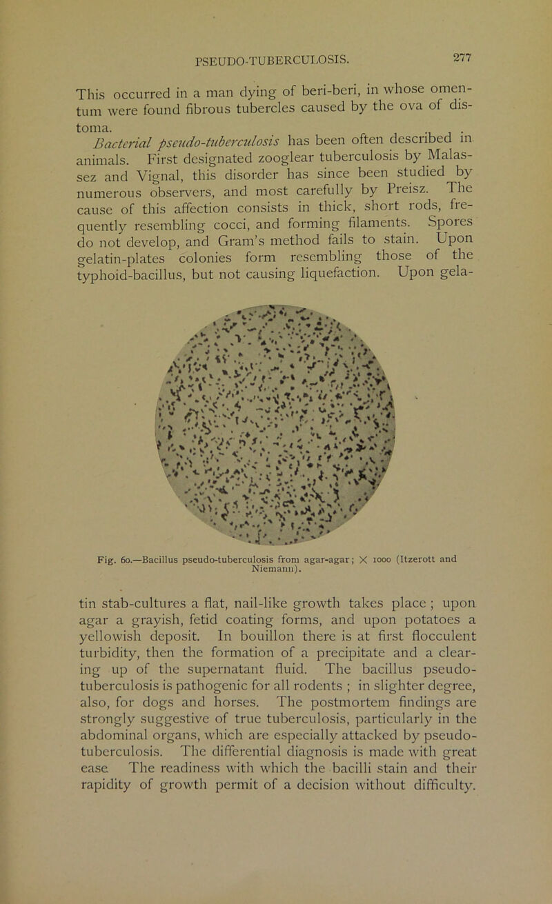 PSEUDO-TUBERCULOSIS. This occurred in a man dying of beri-beri, in whose omen- tum were found fibrous tubercles caused by the ova of dis- toma. Bacterial pseudo-tuberculosis has been often described in animals. First designated zooglear tuberculosis by Malas- sez and Vignal, this disorder has since been studied by numerous observers, and most carefully by Preisz. The cause of this affection consists in thick, short rods, fre- quently resembling cocci, and forming filaments. Spores do not develop, and Gram’s method fails to stain. Upon gelatin-plates colonies form resembling those of the typhoid-bacillus, but not causing liquefaction. Upon gela- . * U >: ♦, ^ . i _ *•' . • . Fig. 60.—Bacillus pseudo-tuberculosis from agar-agar; X 1000 (Itzerott and Niemann). tin stab-cultures a flat, nail-like growth takes place ; upon agar a grayish, fetid coating forms, and upon potatoes a yellowish deposit. In bouillon there is at first flocculent turbidity, then the formation of a precipitate and a clear- ing up of the supernatant fluid. The bacillus pseudo- tuberculosis is pathogenic for all rodents ; in slighter degree, also, for dogs and horses. The postmortem findings are strongly suggestive of true tuberculosis, particularly in the abdominal organs, which are especially attacked by pseudo- tuberculosis. The differential diagnosis is made with great ease The readiness with which the bacilli stain and their rapidity of growth permit of a decision without difficulty.