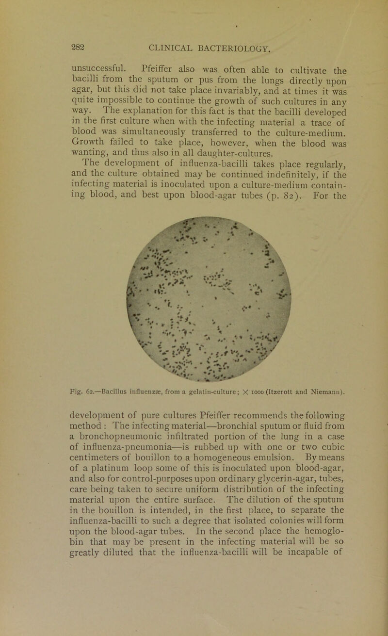 unsuccessful. Pfeiffer also was often able to cultivate the bacilli from the sputum or pus from the lungs directly upon agar, but this did not take place invariably, and at times it was quite impossible to continue the growth of such cultures in any way. The explanation for this fact is that the bacilli developed in the first culture when with the infecting material a trace of blood was simultaneously transferred to the culture-medium. Growth failed to take place, however, when the blood was wanting, and thus also in all daughter-cultures. The development of influenza-bacilli takes place regularly, and the culture obtained may be continued indefinitely, if the infecting material is inoculated upon a culture-medium contain- ing blood, and best upon blood-agar tubes (p. 82). For the Fig. 62.—Bacillus influenzae, from a gelatin-culture; X 1000 (Itzerott and Niemann). development of pure cultures Pfeiffer recommends the following method ; The infecting material—bronchial sputum or fluid from a bronchopneumonic infiltrated portion of the lung in a case of influenza-pneumonia—is rubbed up with one or two cubic centimeters of bouillon to a homogeneous emulsion. By means of a platinum loop some of this is inoculated upon blood-agar, and also for control-purposes upon ordinary glycerin-agar, tubes, care being taken to secure uniform distribution of the infecting material upon the entire surface. The dilution of the sputum in the bouillon is intended, in the first place, to separate the influenza-bacilli to such a degree that isolated colonies will form upon the blood-agar tubes. In the second place the hemoglo- bin that may be present in the infecting material will be so greatly diluted that the influenza-bacilli will be incapable of
