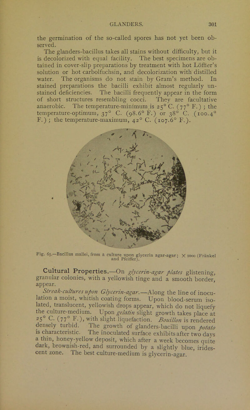the germination of the so-called spores has not yet been ob- served. The glanders-bacillus takes all stains without difficulty, but it is decolorized with equal facility. The best specimens are ob- tained in cover-slip preparations by treatment with hot Loffler’s solution or hot carbolfuchsin, and decolorization with distilled water. The organisms do not stain by Gram’s method. In stained preparations the bacilli exhibit almost regularly un- stained deficiencies. The bacilli frequently appear in the form of short structures resembling cocci. They are facultative anaerobic. The temperature-minimum is 25°C. (770 F.) ; the temperature-optimum, 370 C. (98.6° F.) or 38° C. (100.40 F.) ; the temperature-maximum, 420 C. (107.6° F.). Fig. 65.—Bacillus mallei, from a culture upon glycerin agar-agar; X 1000 (Frankel and Pfeiffer). Cultural Properties.—On glycerin-agar plates glistening, granular colonies, with a yellowish tinge and a smooth border, appear. Streak-cultures upon Glycerin-agar.—Along the line of inocu- lation a moist, whitish coating forms. Upon blood-serum iso- lated, translucent, yellowish drops appear, which do not liquefy the culture-medium. Upon gelatin slight growth takes place at 2 5 C. (770 U), with slight liquefaction. Bouillo?i is rendered densely turbid. The growth of glanders-bacilli upon potato is characteristic. The inoculated surface exhibits after two days a thin, honey-yellow deposit, which after a week becomes quite dark, brownish-red, and surrounded by a slightly blue, irides- cent zone. The best culture-medium is glycerin-agar.